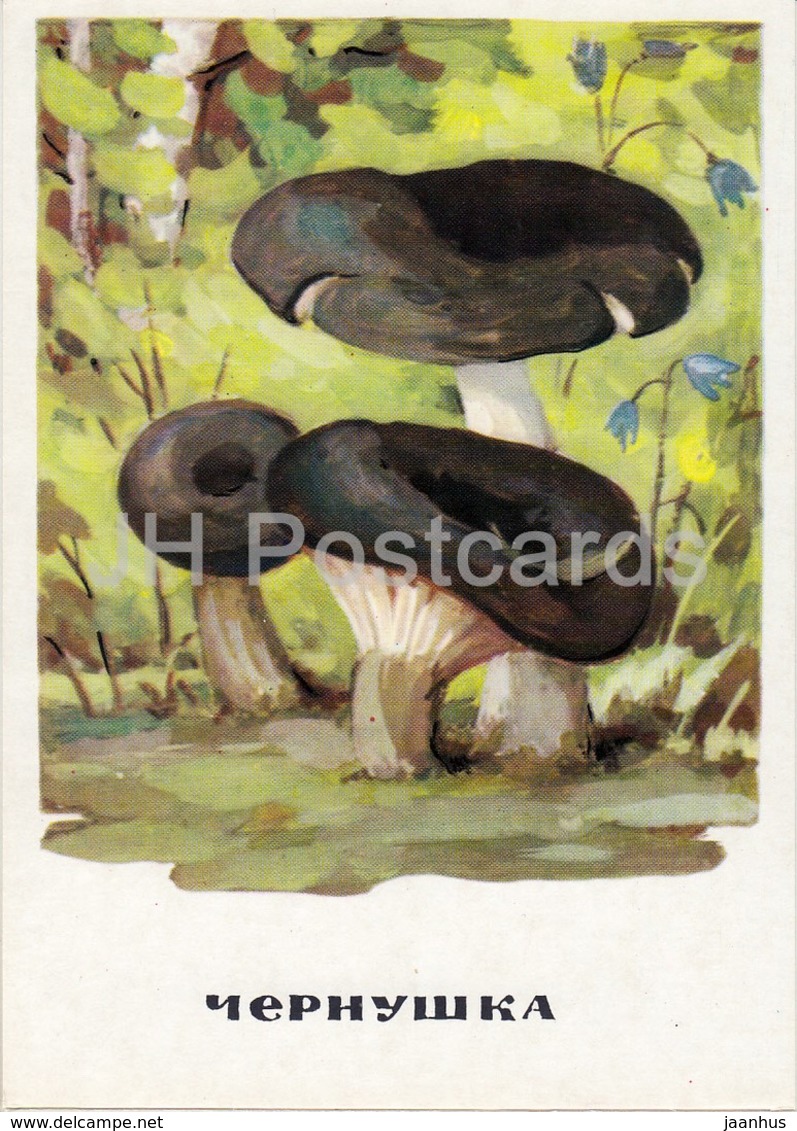 Ugly Milk-cap - Lactarius Turpis - Mushrooms - Illustration - 1971 - Russia USSR - Unused - Mushrooms