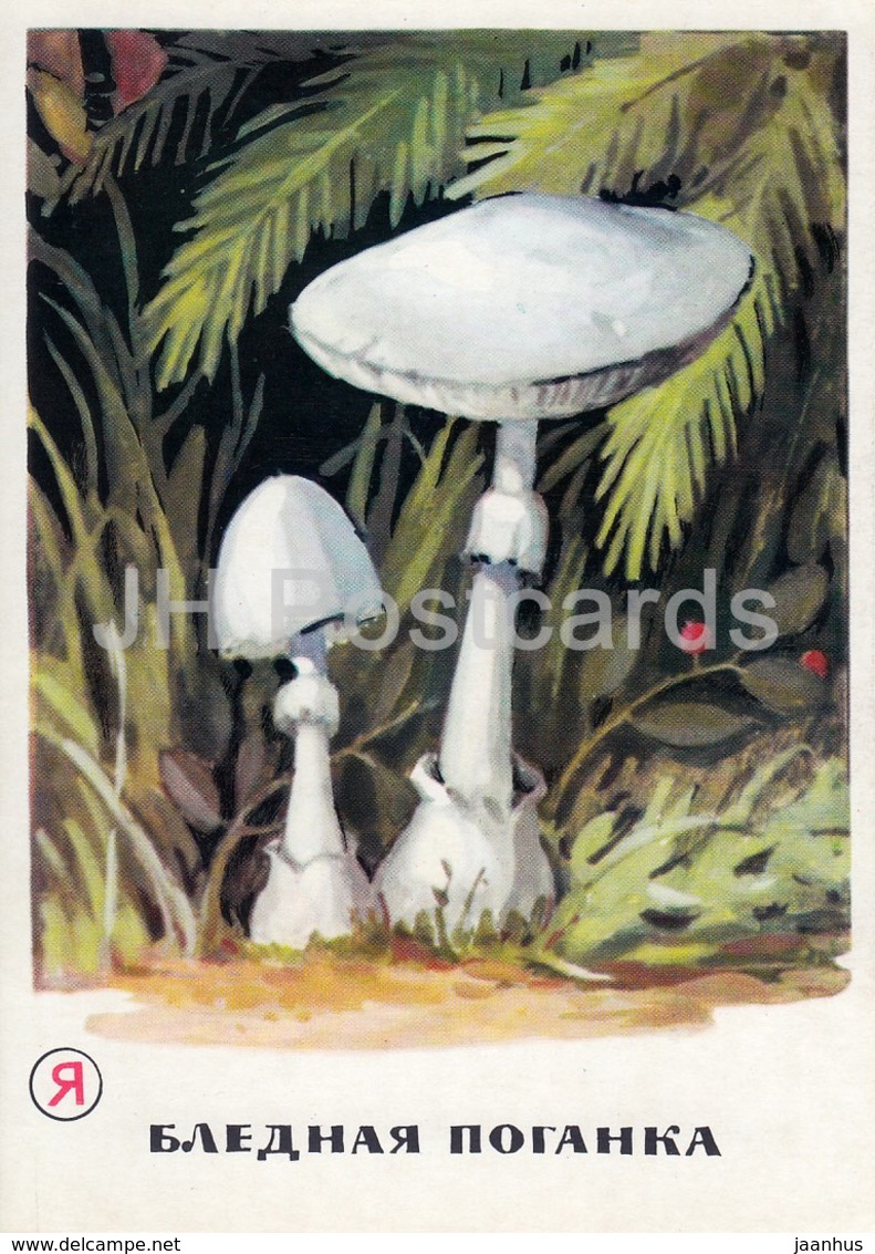 Death Cap - Amanita Phalloides - Mushrooms - Illustration - 1971 - Russia USSR - Unused - Funghi