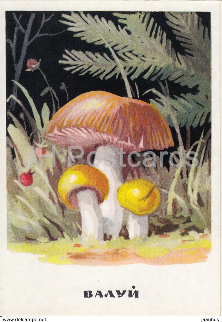 Russula Foetens - Russula Foetens - Mushrooms - Illustration - 1971 - Russia USSR - Unused - Mushrooms