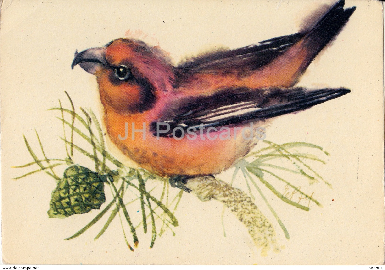 Red Crossbill - Loxia Curvirostra - Birds - Illustration By E. Pikk - 1975 - Estonia USSR - Unused - Oiseaux