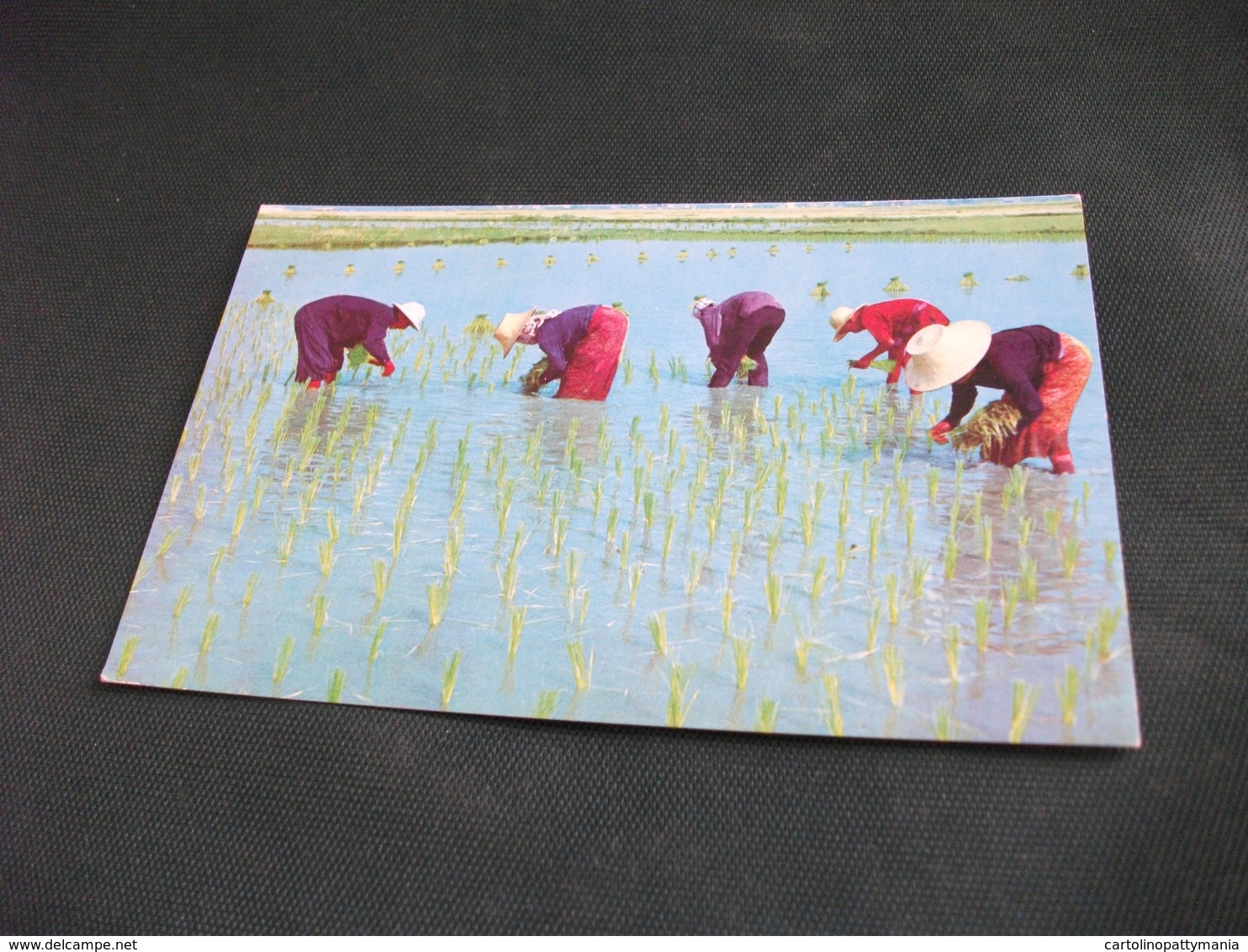 COSTUME COSTUMI COSTUMES TRACHTEN TRAJES CULTIVATION RICE TRANSPLANTATION RICE PLANTS  THAILANDIA - Costumi