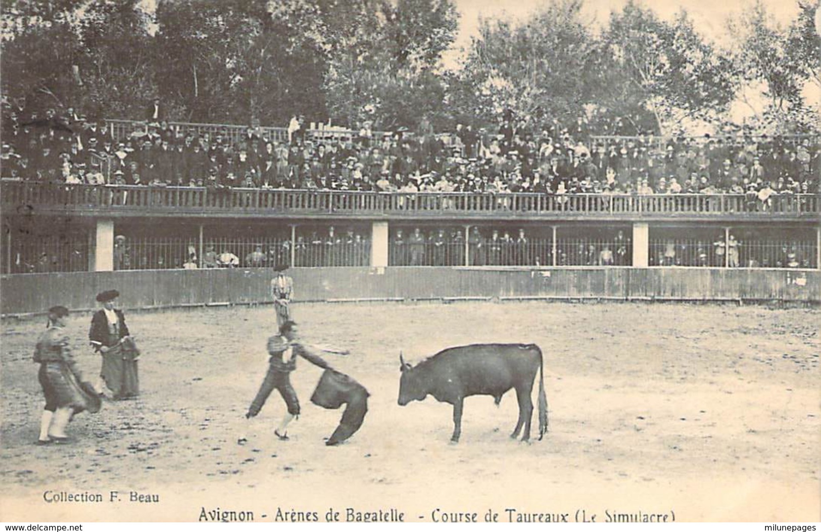 84 VAUCLUSE Simulacre De Corrida Ou Course De Taureaux Aux Arènes De Bagatelle à AVIGNON - Avignon