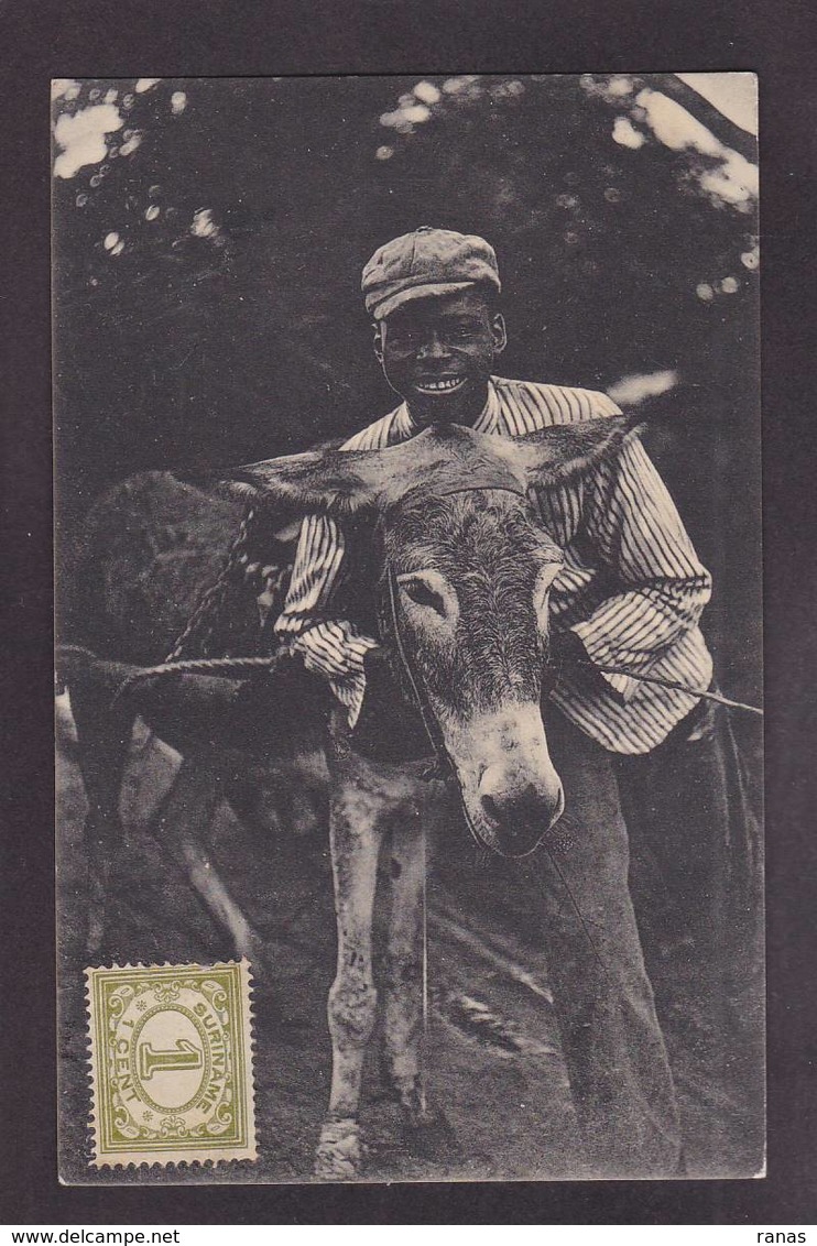 CPA Suriname Surinam Type Ane Donkey Non Circulé - Suriname