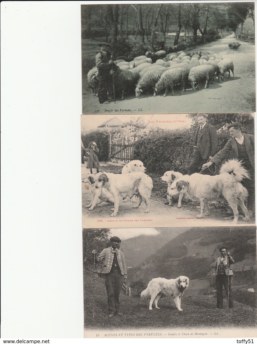 3 CPA:CHIENS DES PYRÉNÉES,TROUPEAU DE MOUTONS BERGER,DEUX GUIDES ET CHIEN DE MONTAGNE (64) - Autres & Non Classés