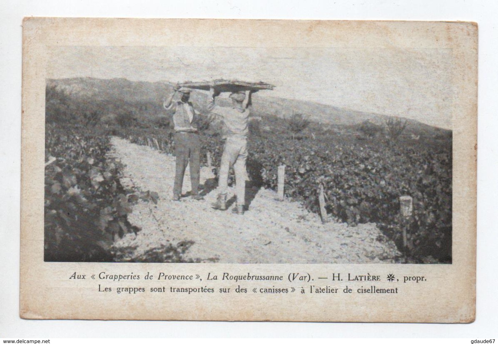 LA ROQUEBRUSSANNE (83) - AUX GRAPPERIES DE PROVENCE H. LATIERE - LES GRAPPES SONT TRANSPORTEES SUR DES CANISSES - La Roquebrussanne