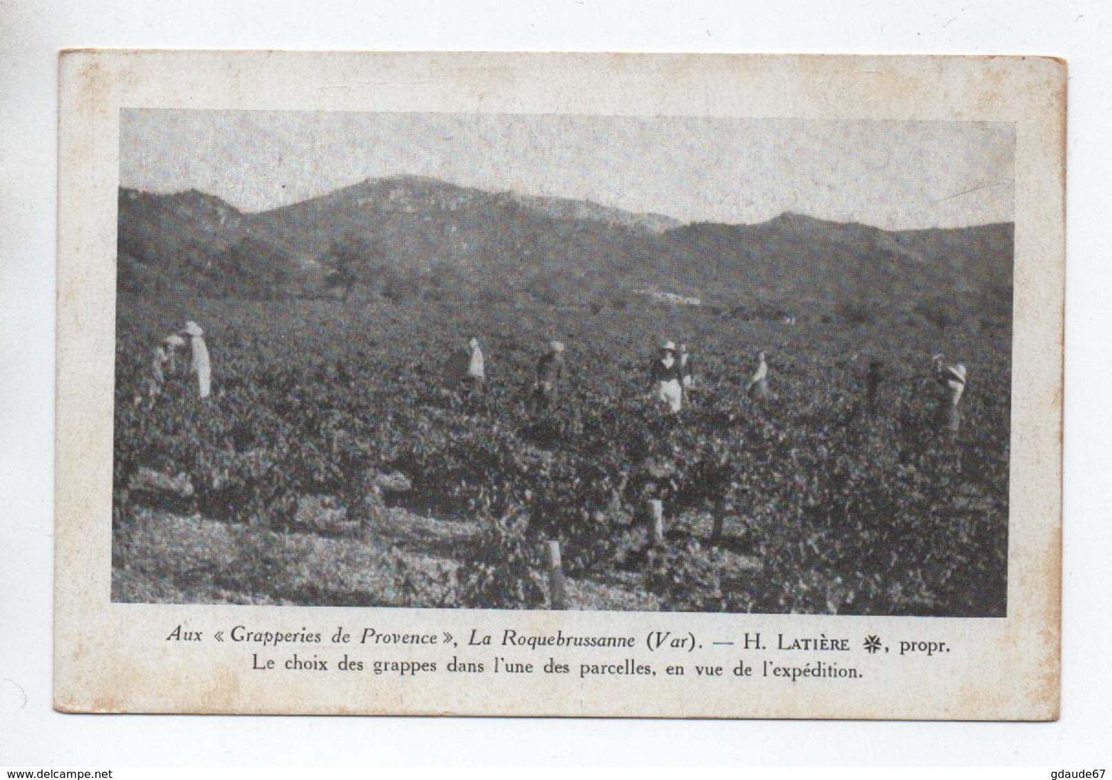 LA ROQUEBRUSSANNE (83) - AUX GRAPPERIES DE PROVENCE H. LATIERE - LE CHOIX DES GRAPPES DANS L'NE DES PARCELLES - La Roquebrussanne