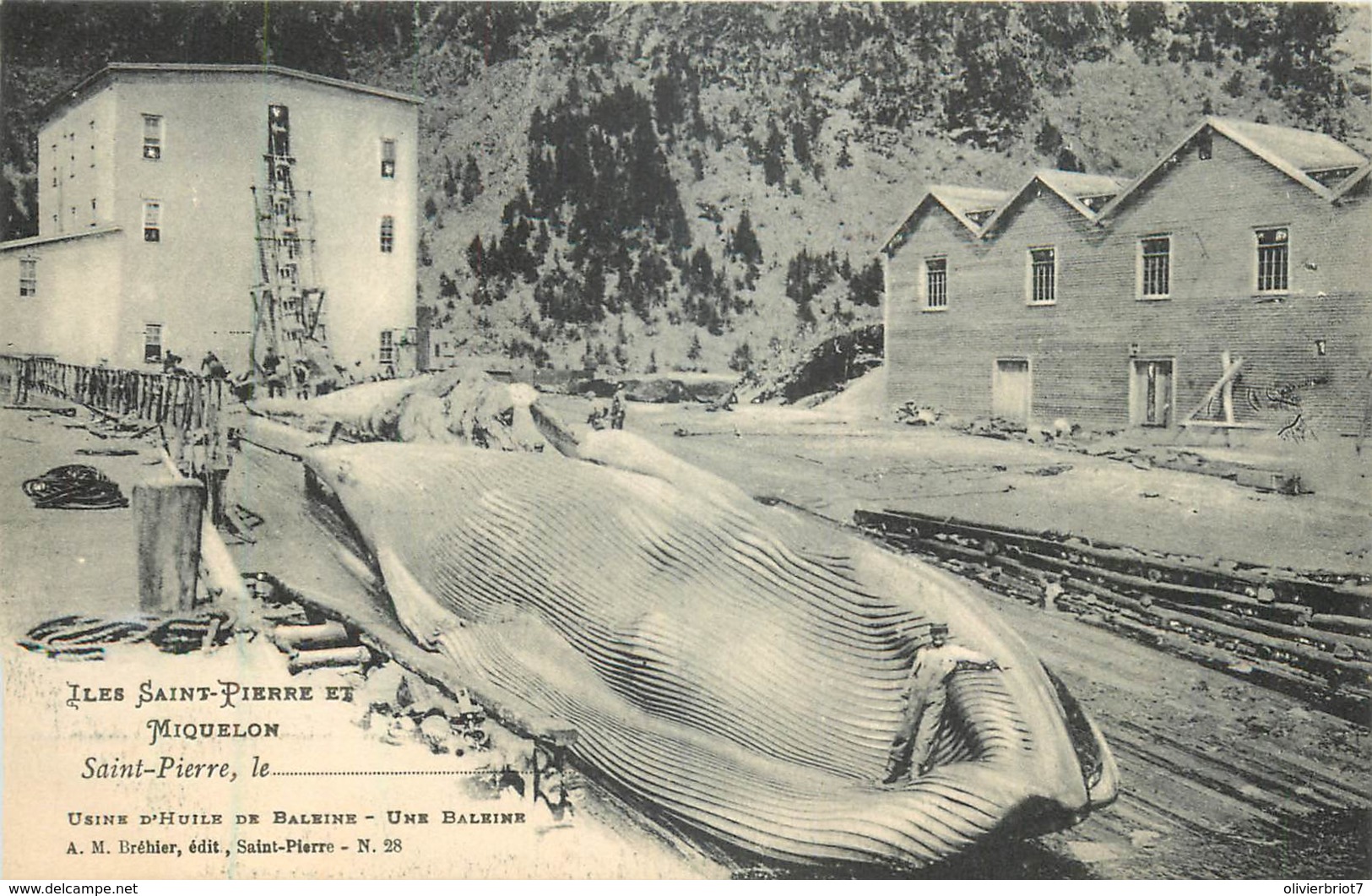 France - Saint-Pierre Et Miquelon - St.-Pierre - Usine D' Huile De Baleine - Une Baleine - Saint Pierre And Miquelon