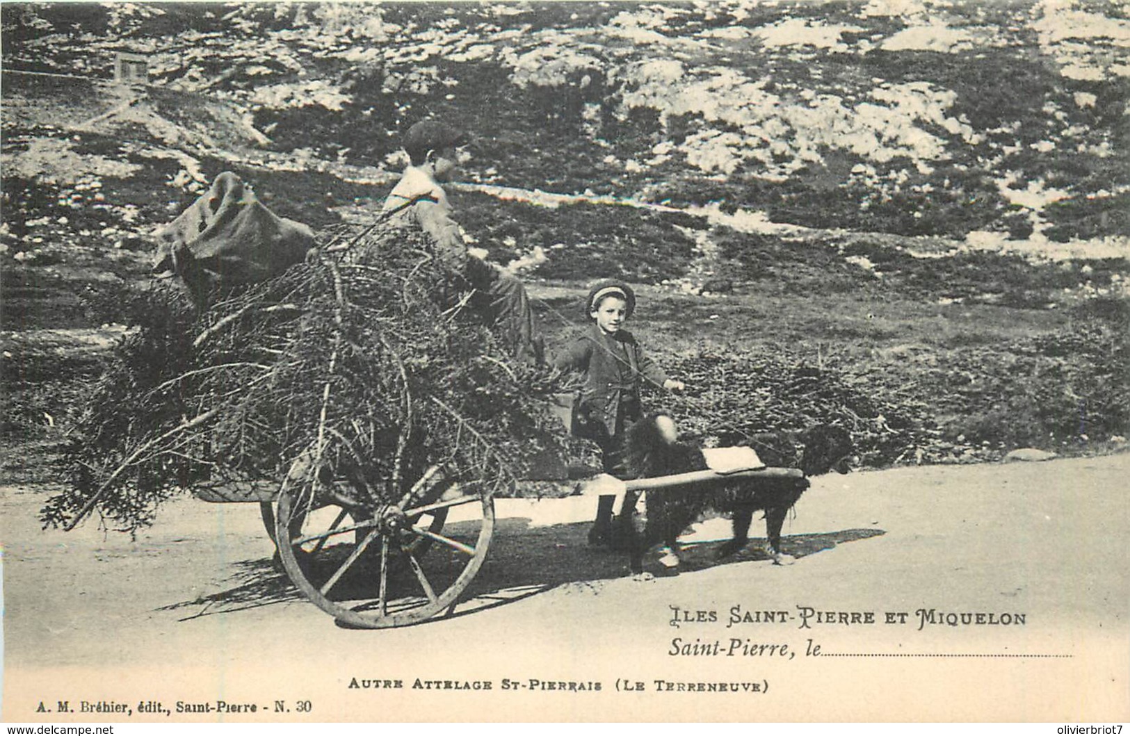 France - Saint-Pierre Et Miquelon - St.-Pierre - Autre Attelage St.-Pierrais ( Le Terreneuve ) - Saint-Pierre En Miquelon