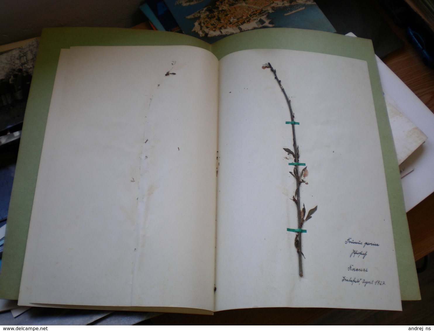 Old Herbarium Aceraceae 1927 - Sonstige & Ohne Zuordnung