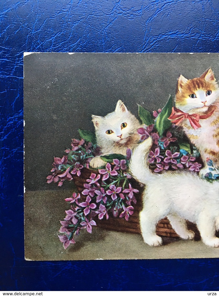 Cpa---"Chats Jouant Autour Et Dans Un Panier De Fleurs --(924) - Cats