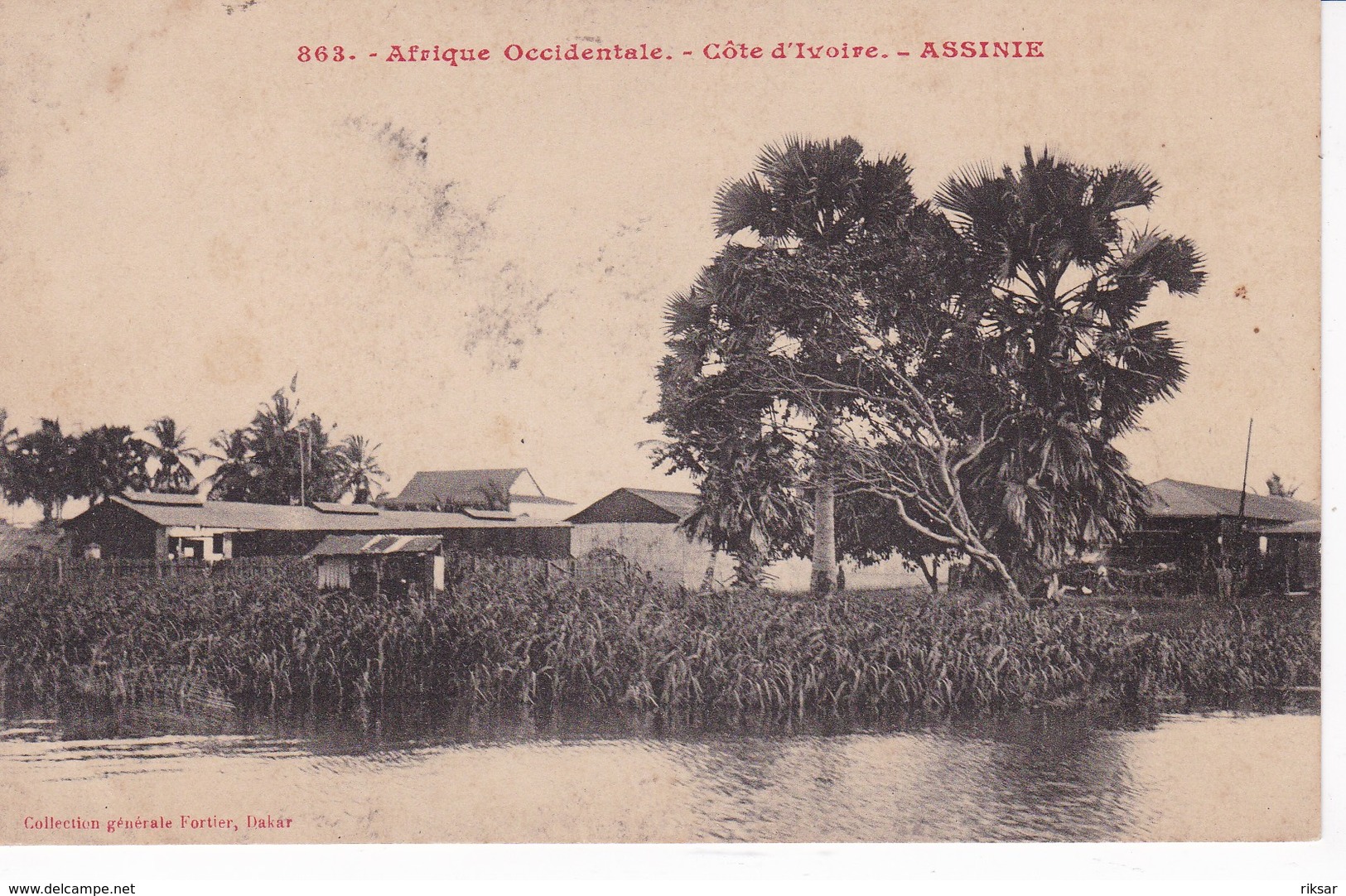 COTE D IVOIRE(ASSINIE) ARBRE - Côte-d'Ivoire