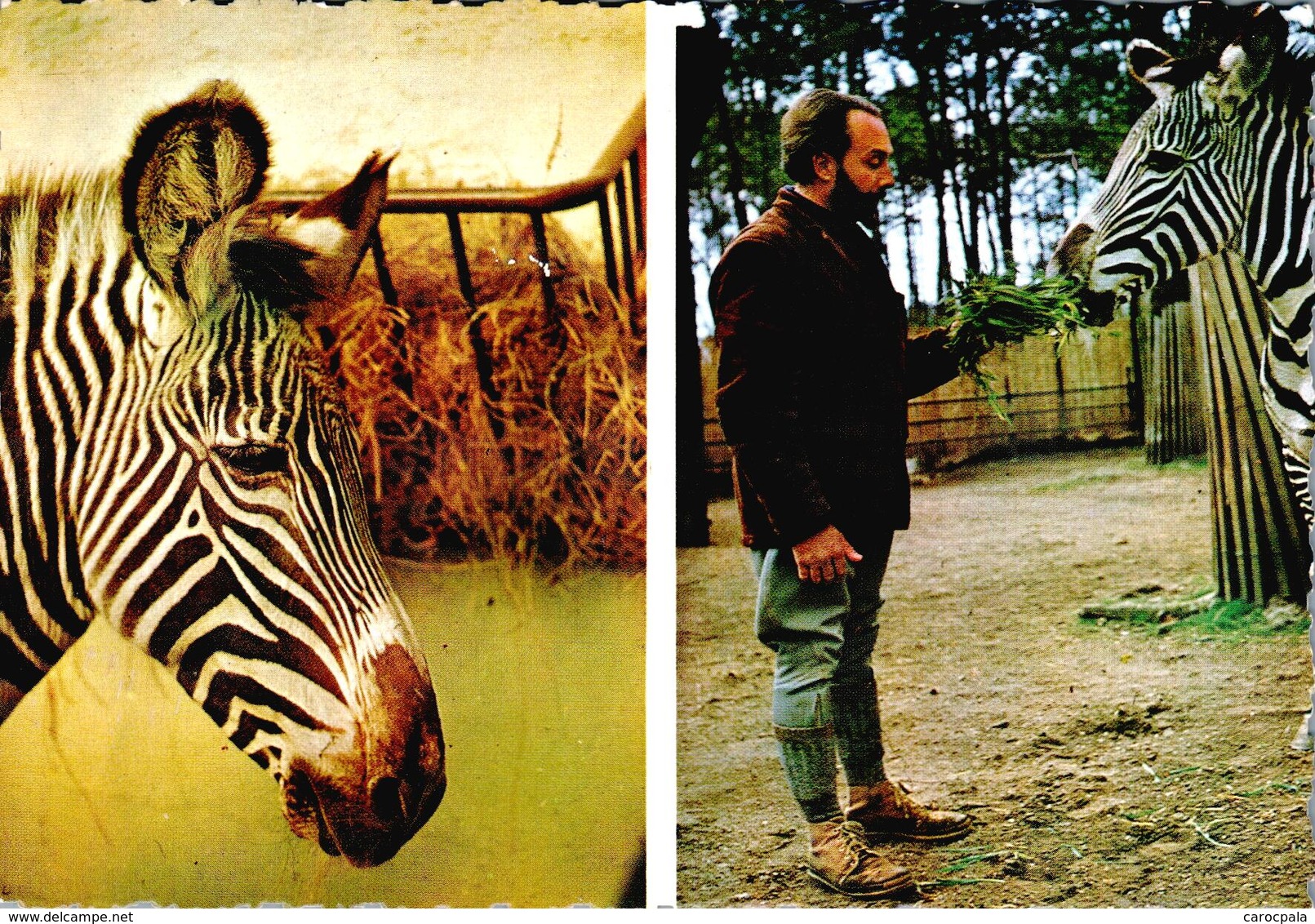 Carte 1960 JACQUES BOUILLAULT : Parc Zoologique  - Zèbre De Grevy "Caroline" - La Fleche