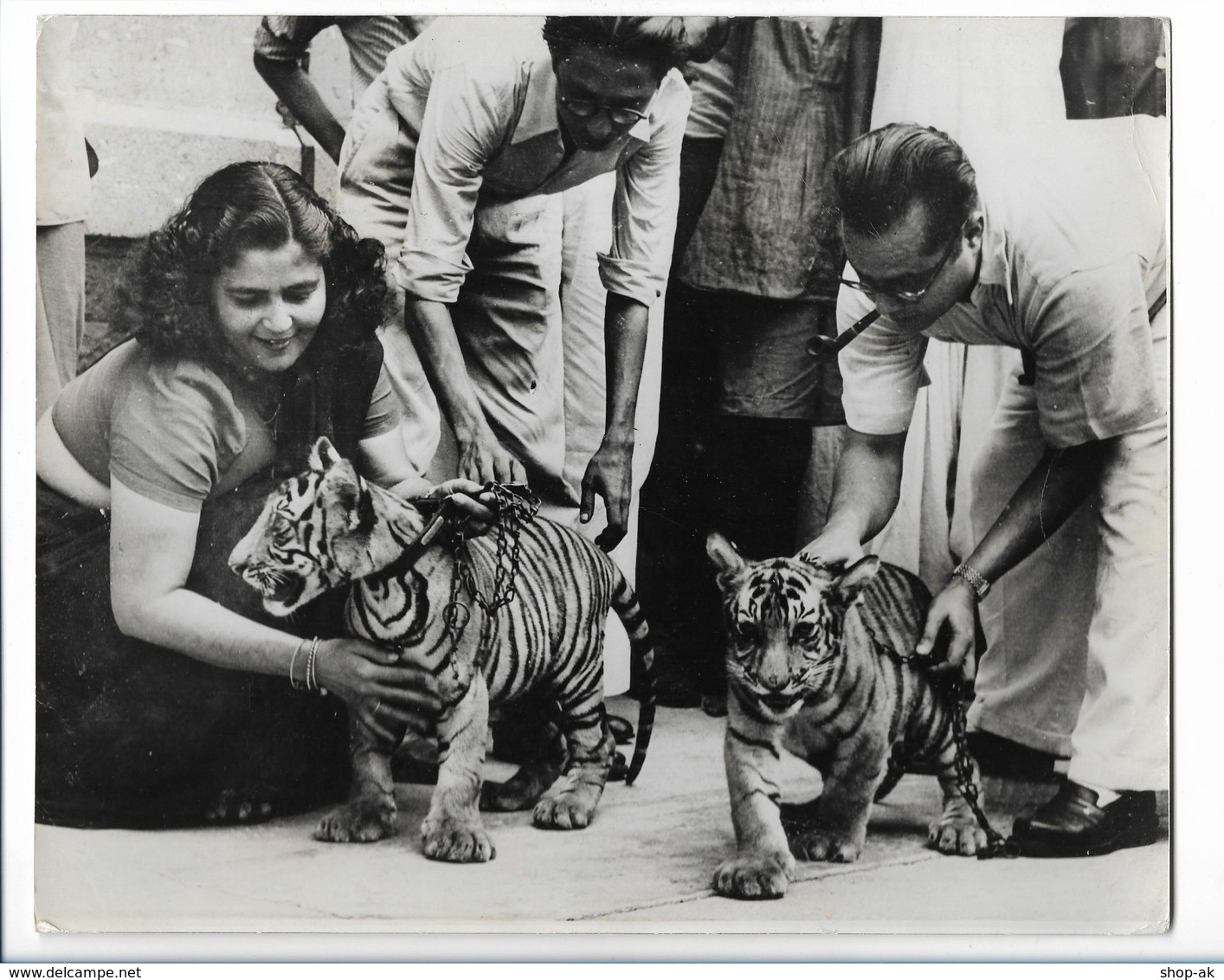 C3397/ Tiger In Kalkutta Auf Dem Weg Zum Flughafen Transport Nach London Foto  - Non Classificati