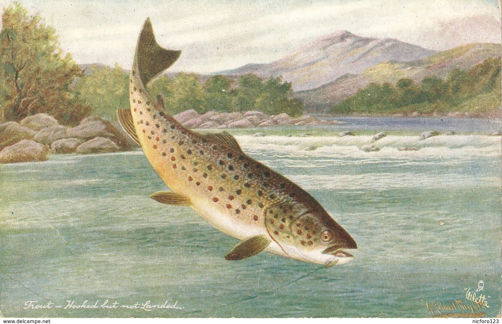 A. Roland Knight. British Fish. Trout. Hooked But Not Landed" Tuck Oilette PC # 1544 - Tuck, Raphael
