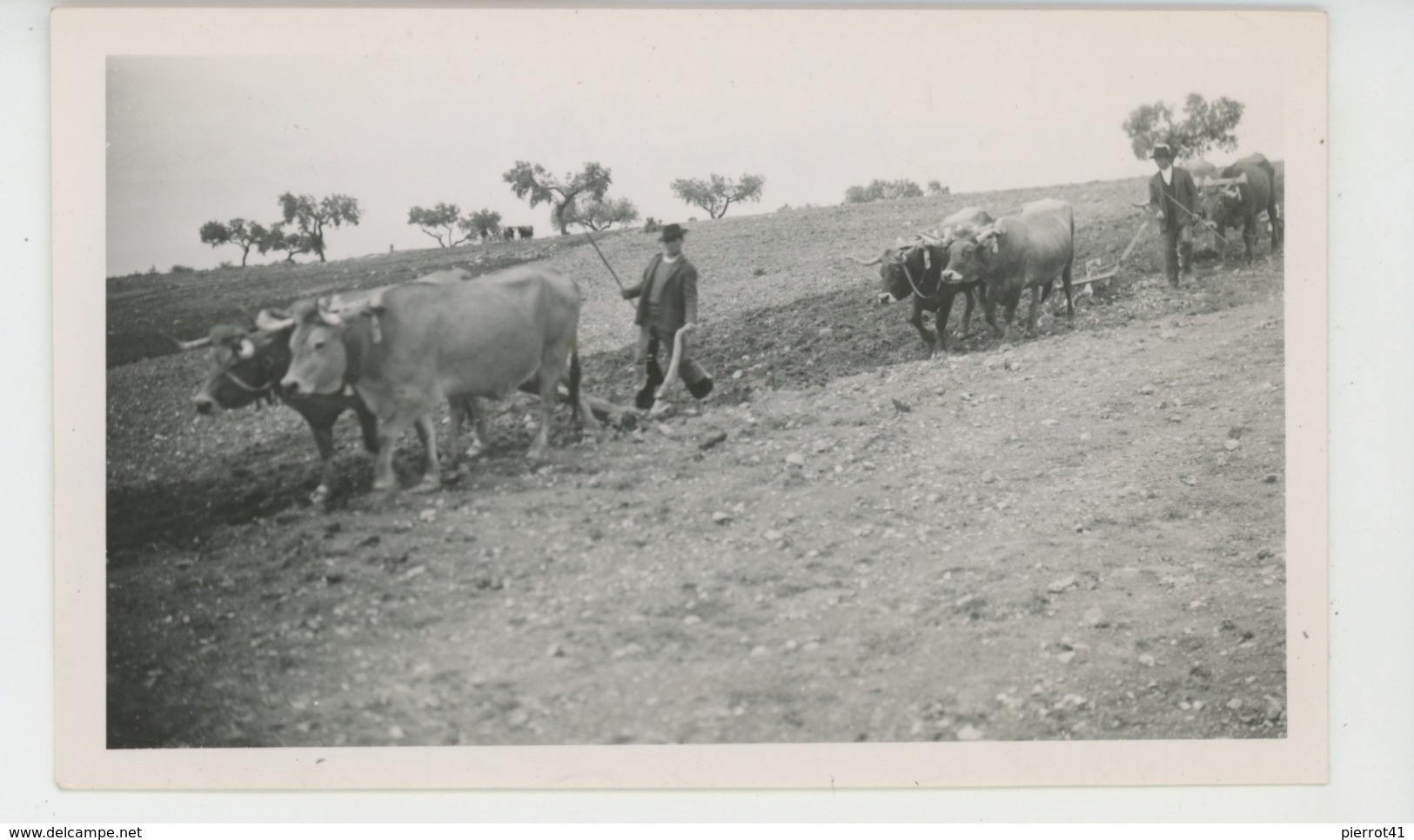 PORTUGAL - CASTELO BRANCO - Labour Avec Attelages Boeufs Dans Domaine Près De ZEBREIRA - Photo Format 11,5x7 Cm - Castelo Branco