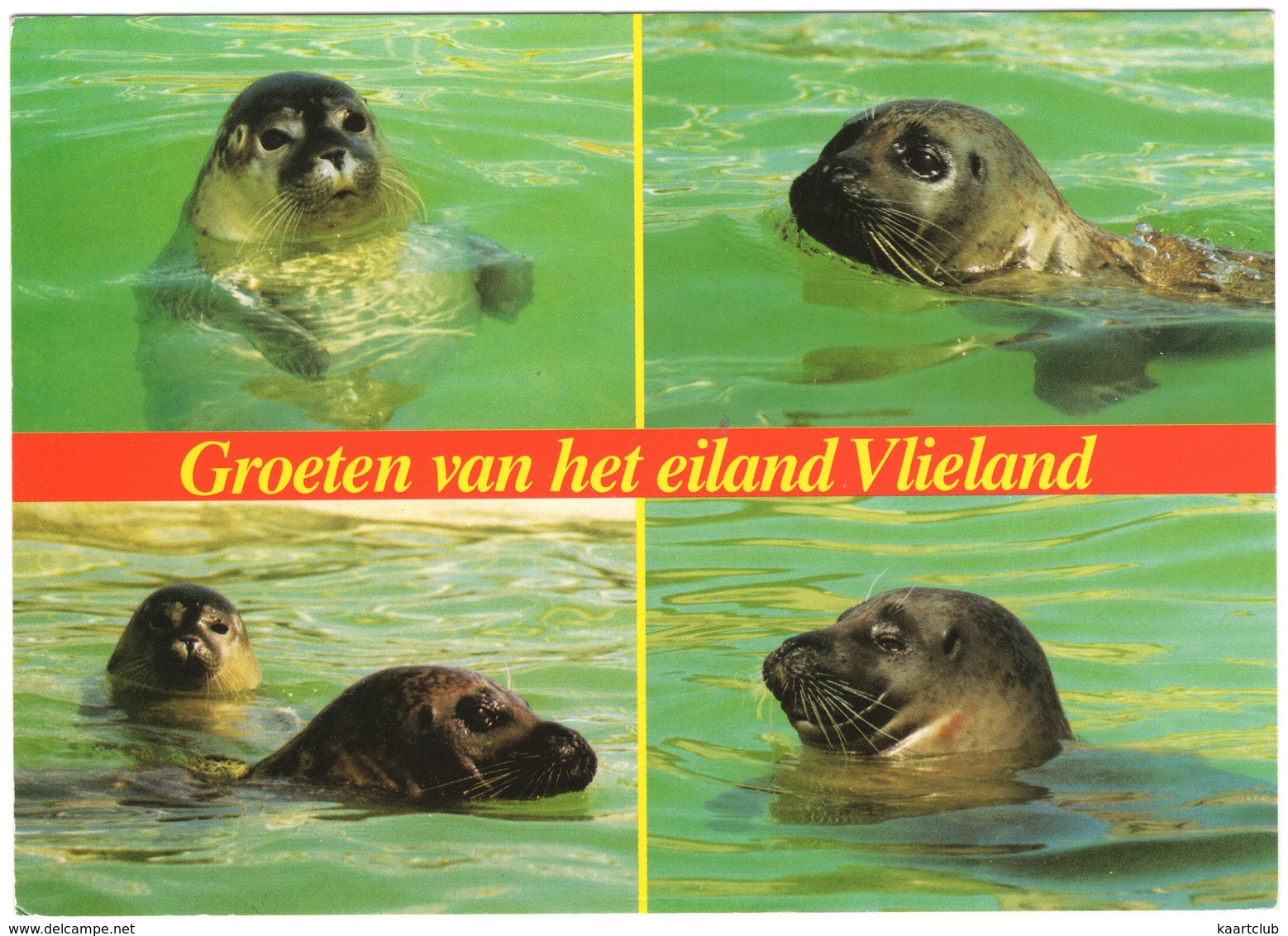 Groeten Van Het Eiland Vlieland - Zeehonden - (Holland) - Vlieland