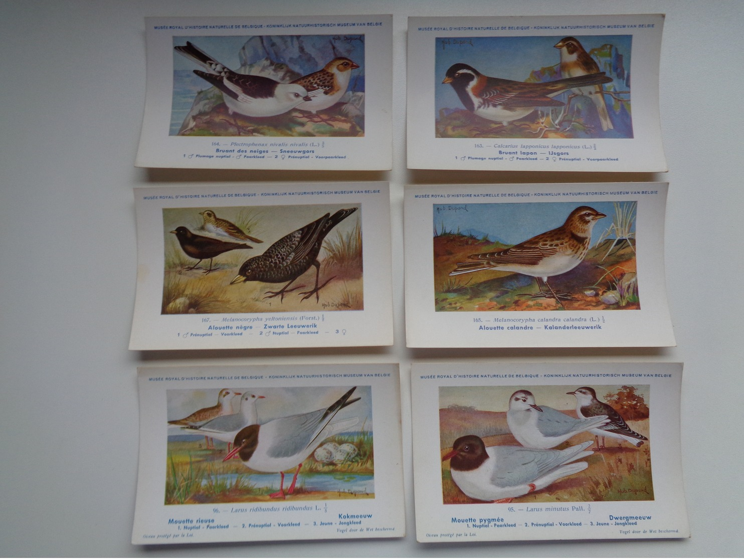 Beau Lot De 9 Cartes Postales Oiseaux  Oiseau  Illustrateur H.Dupond     Mooi Lot Van 9 Postkaarten Van Vogels  Vogel - 5 - 99 Postales