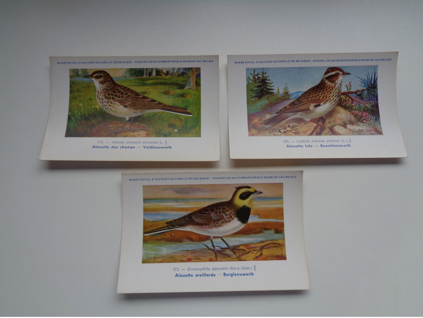 Beau Lot De 9 Cartes Postales Oiseaux  Oiseau  Illustrateur H.Dupond     Mooi Lot Van 9 Postkaarten Van Vogels  Vogel - 5 - 99 Postales