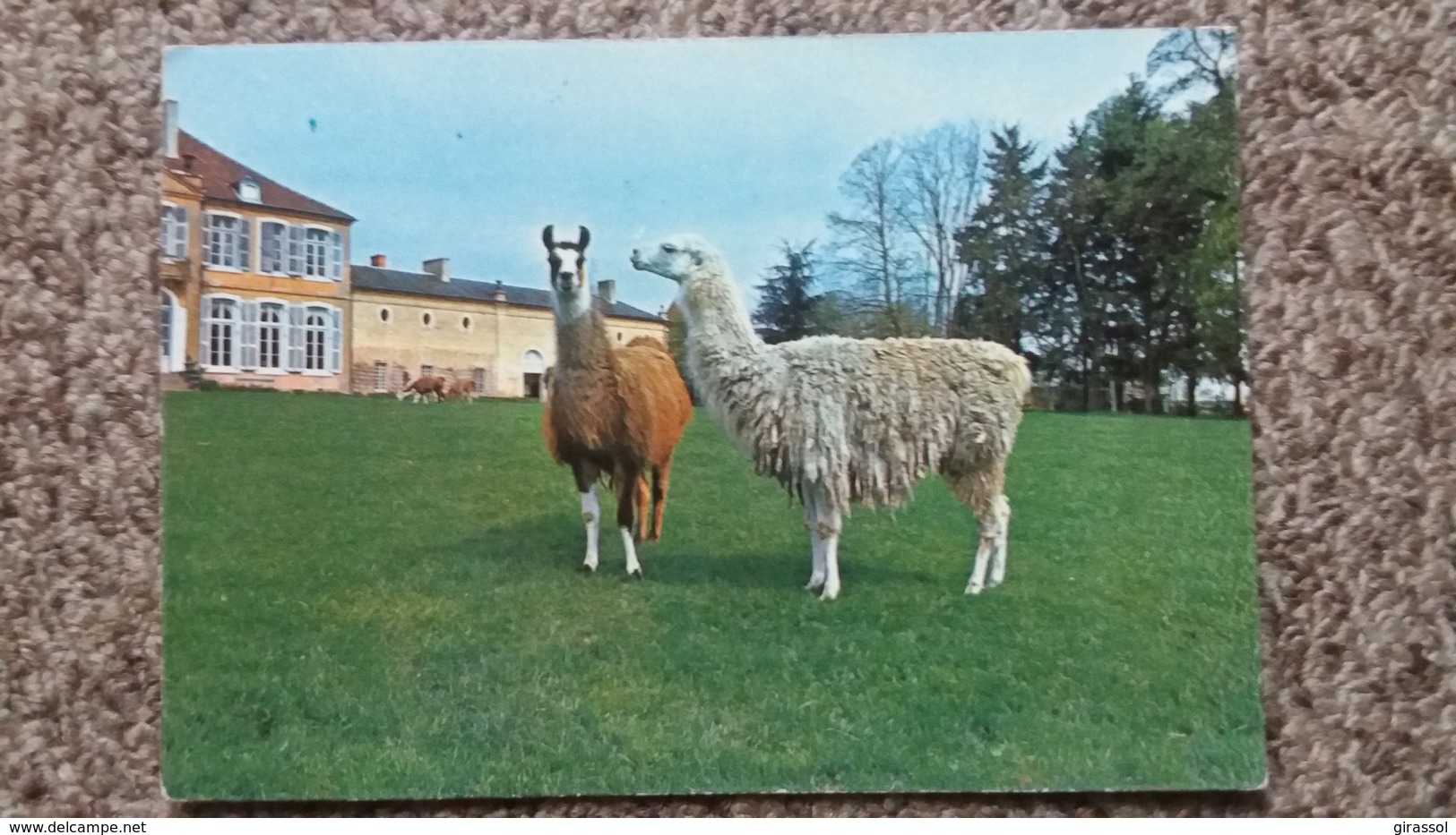 CPSM LAMA AMERIQUE DU SUD RESERVE DE SAINT AUGUSTIN CHATEAU SUR ALLIER ED 1973 - Autres & Non Classés