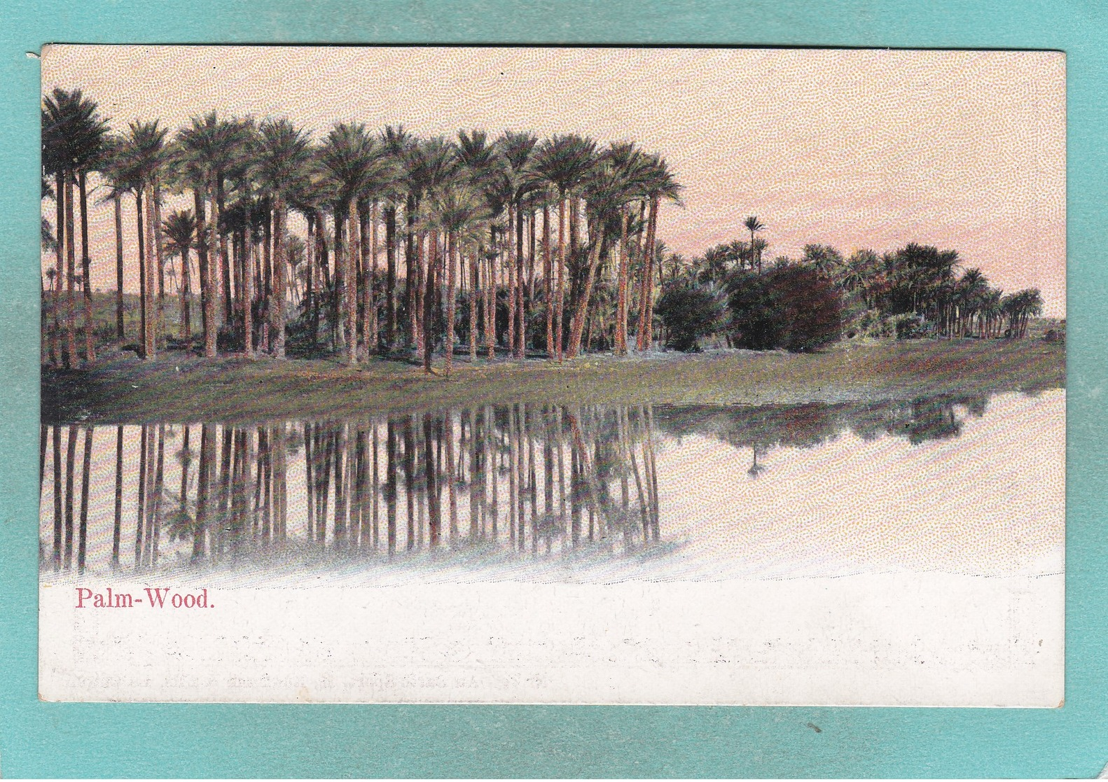 Small Old Post Card Of Palm Wood,Egypt,Africa,S98. - Cairo