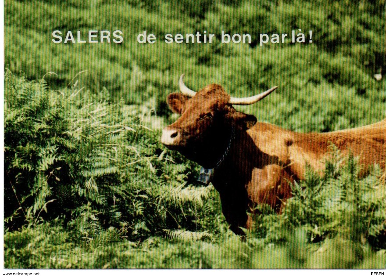 CPM - Carte Postale - Vache - Vaches