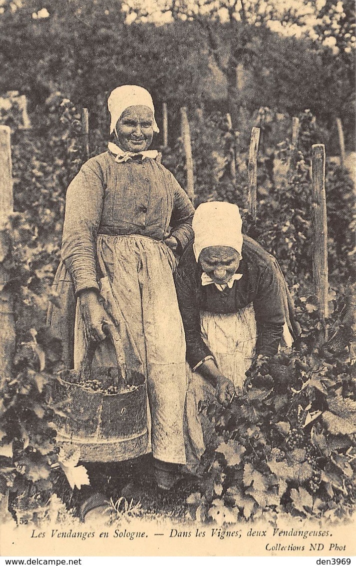 Les Vendanges En Sologne - Dans Les Vignes, Deux Vendangeuses - Cecodi N'115 - Altri & Non Classificati