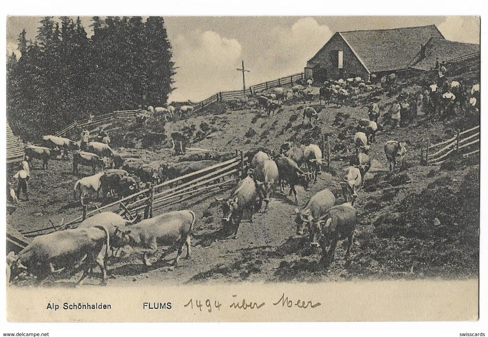 FLUMS: Alp Schönhalden, Kuhherde 1910 - Flums