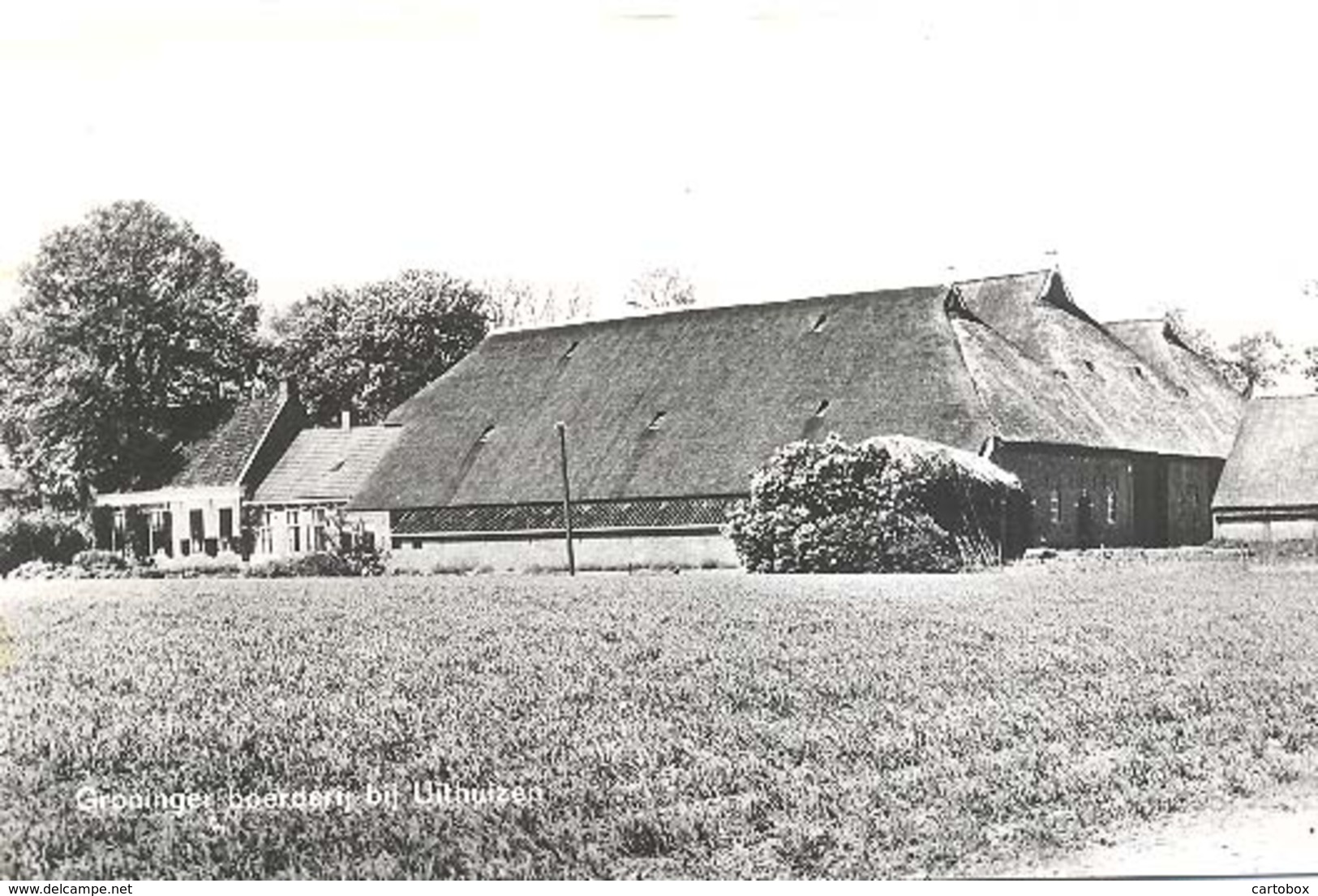 Uithuizen, Groninger Boerderij Bij Uithuizen - Uithuizen