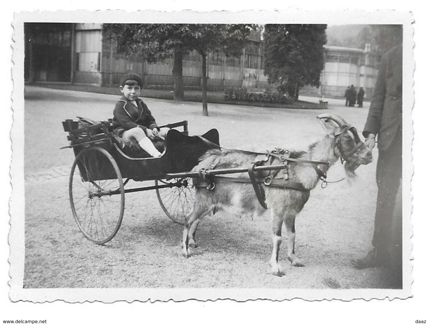 Spa Attelage Chèvre Photo 9x6 - Personnes Anonymes