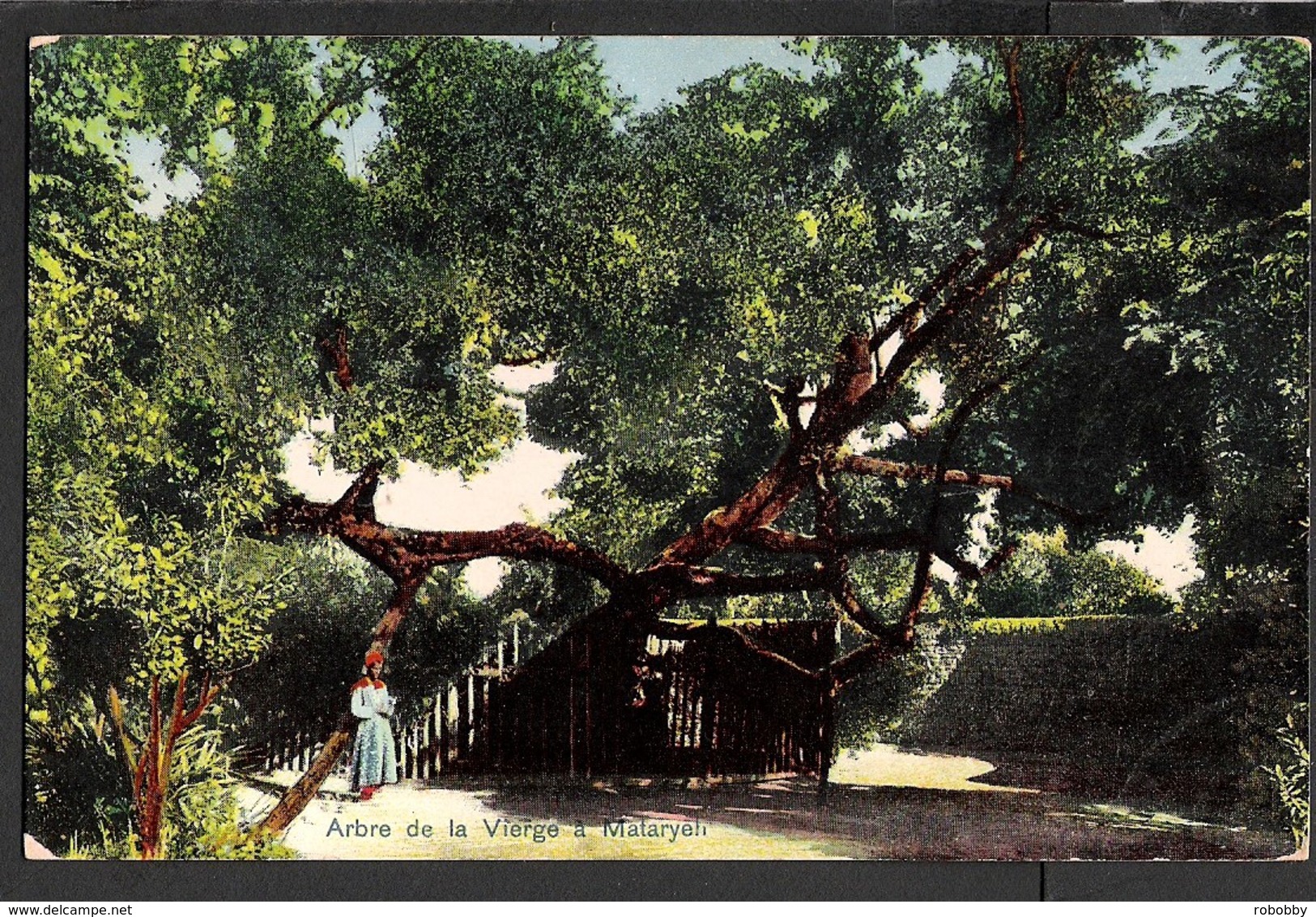 Arbre De La Vierge à Mataryeh En Egypte - Bilbais