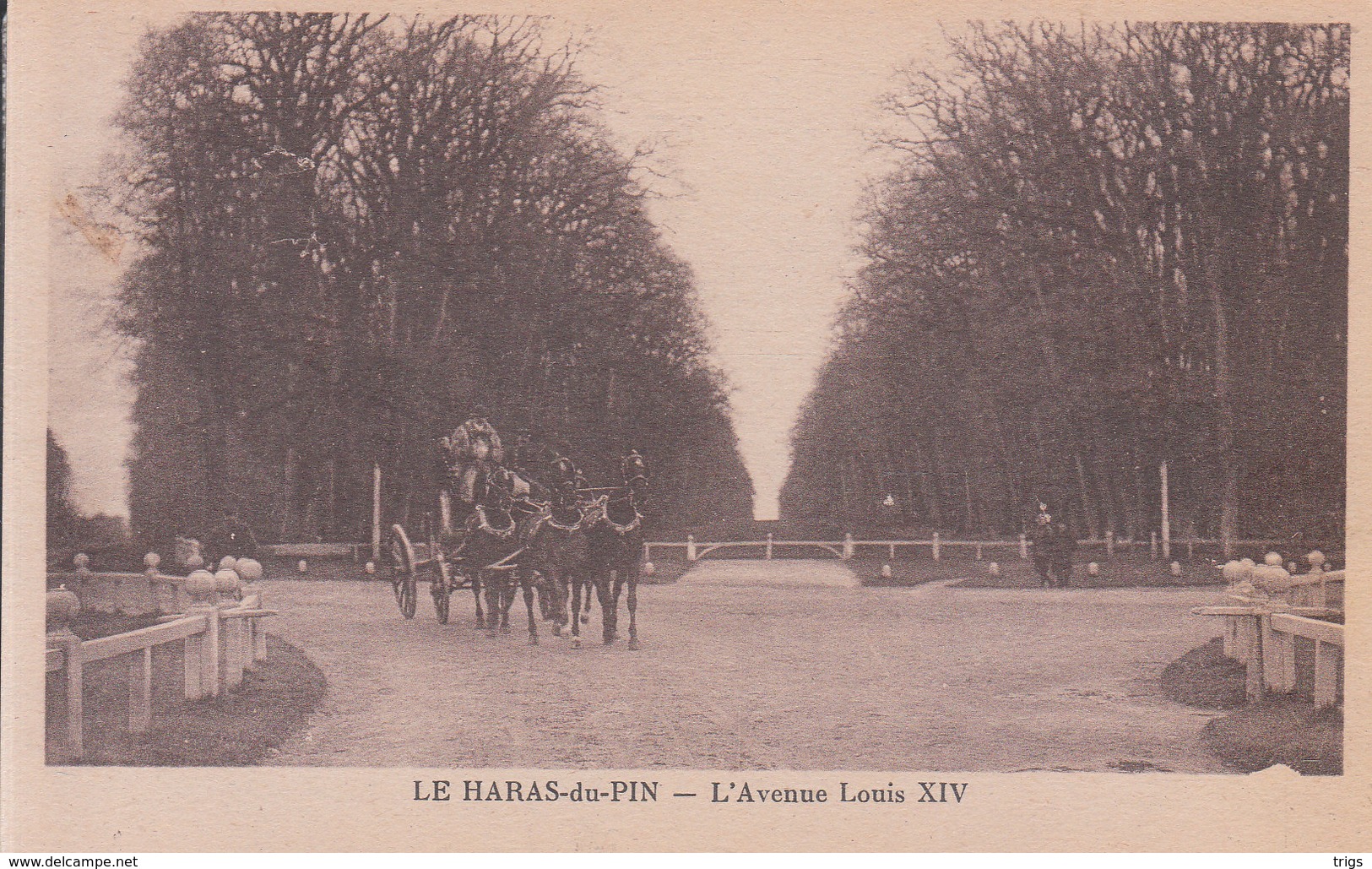 Le Haras Du Pin - L'Avenue Louis XIV - Exmes