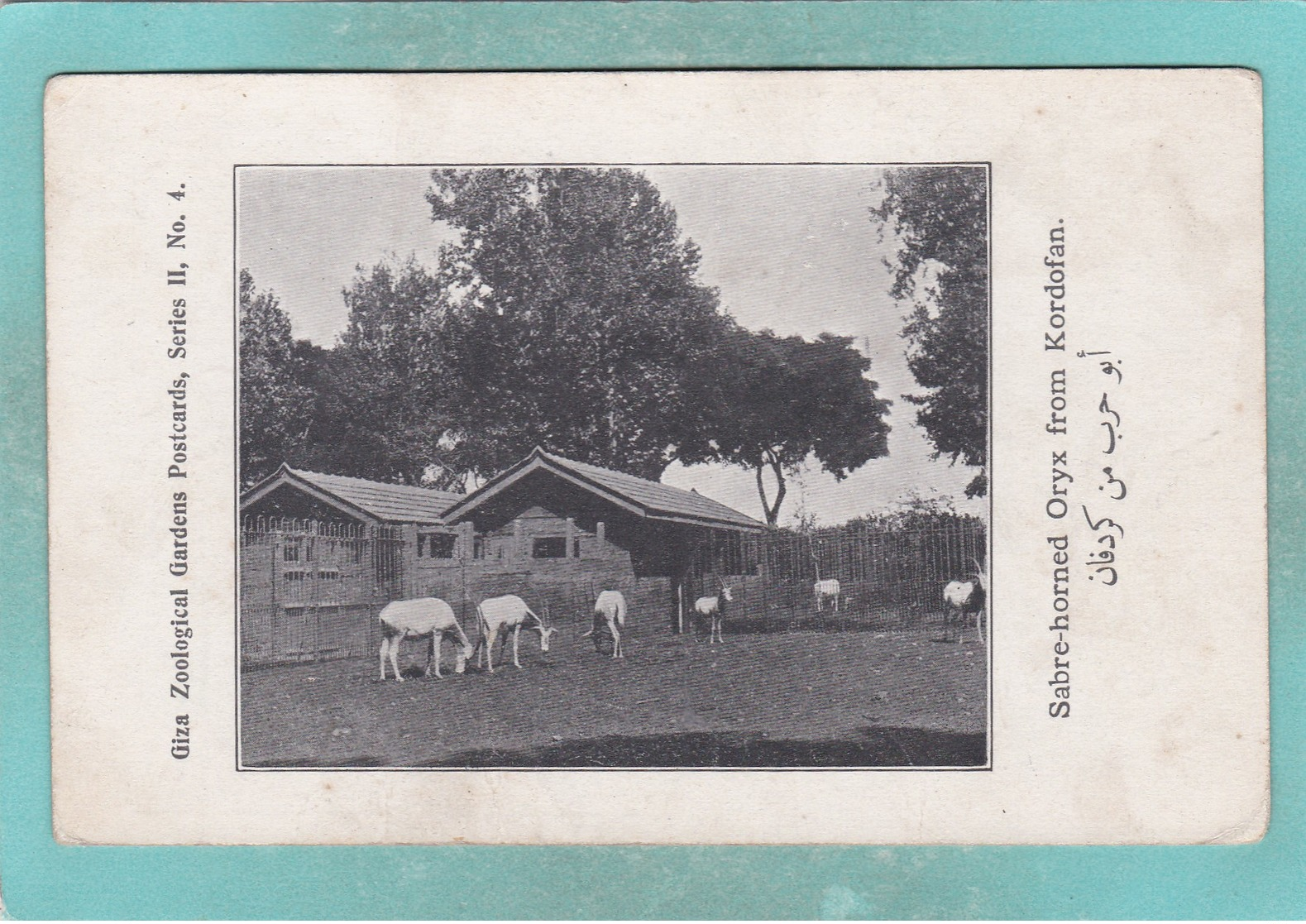 Small Old Post Card Of Sabre-Horned Oryx,Giza Zoological Gardens,Giza, Egypt.,S100. - Gizeh