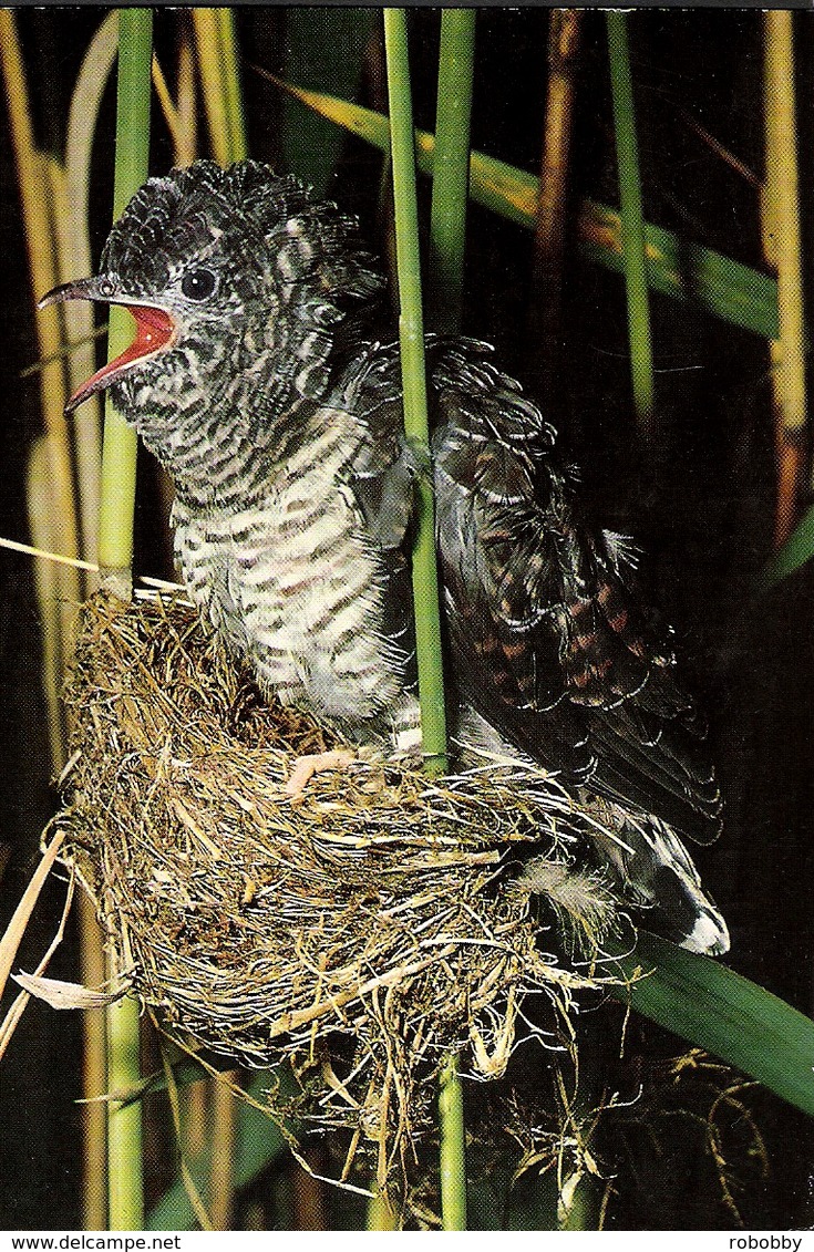 Coucou Au Nid Des Jeunes Fauvettes Des Roseaux - Vögel