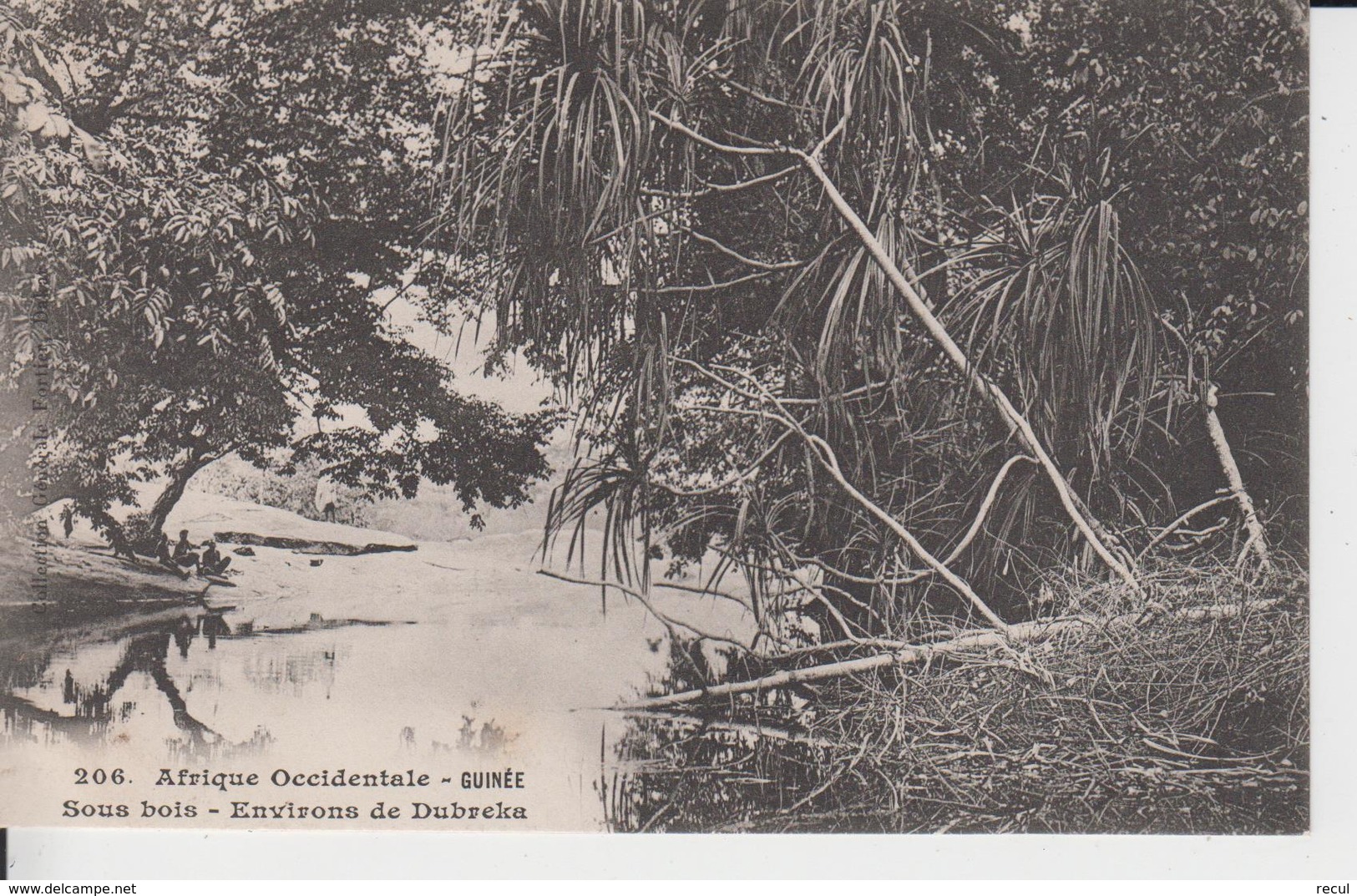 206 - Afrique Occidentale - GUINEE -  Sous Bois- Environs De Dubreka - Guinée