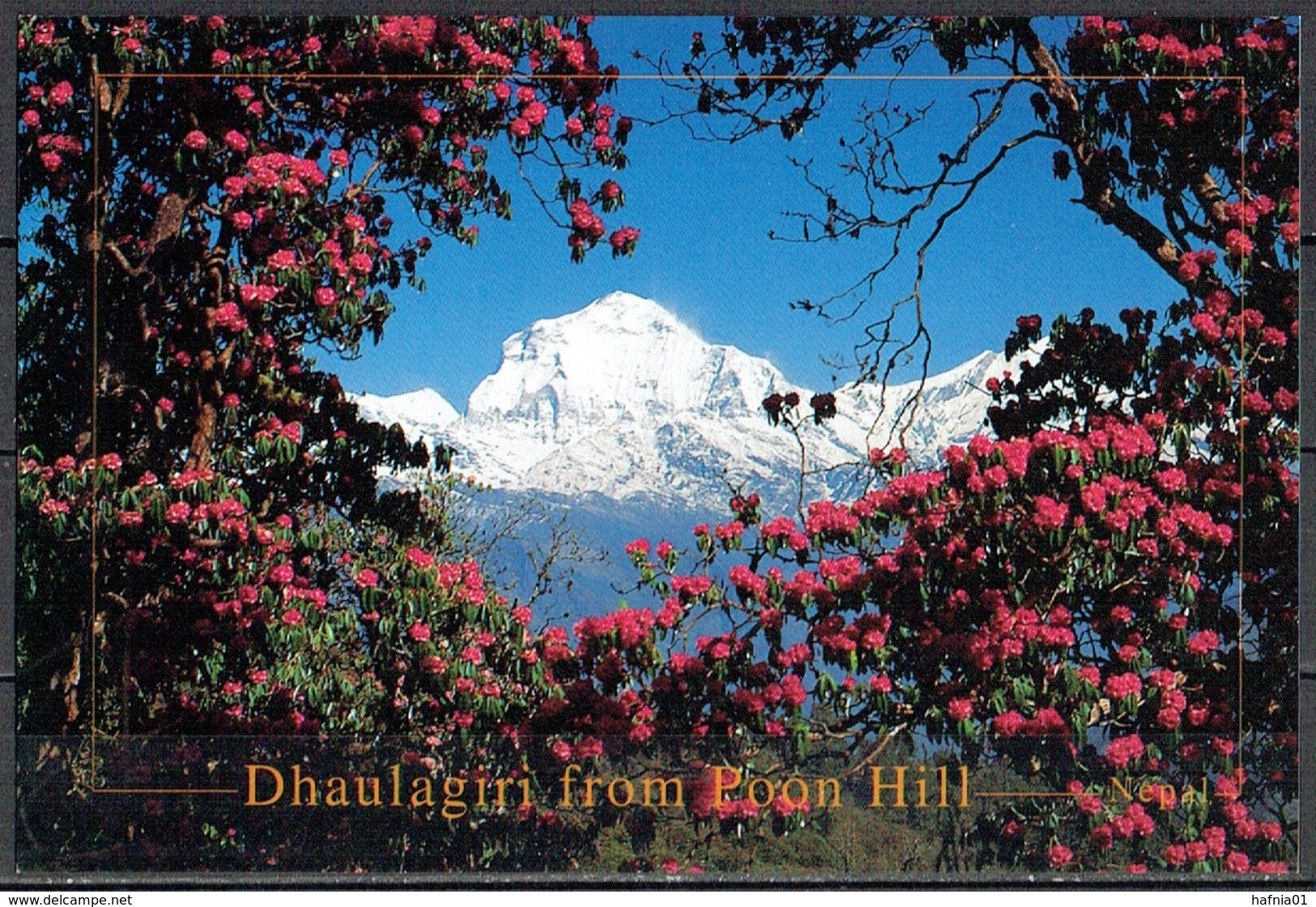 Post Card. Mt. Dhaulagiri 8.167 M.  From Poon Hill. MNH. - Escalade