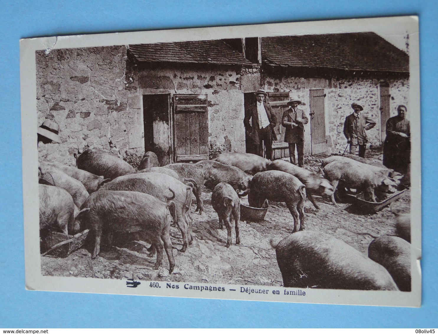 NOS CAMPAGNES -- Déjeuner Des Cochons Et Fermiers - Cochons