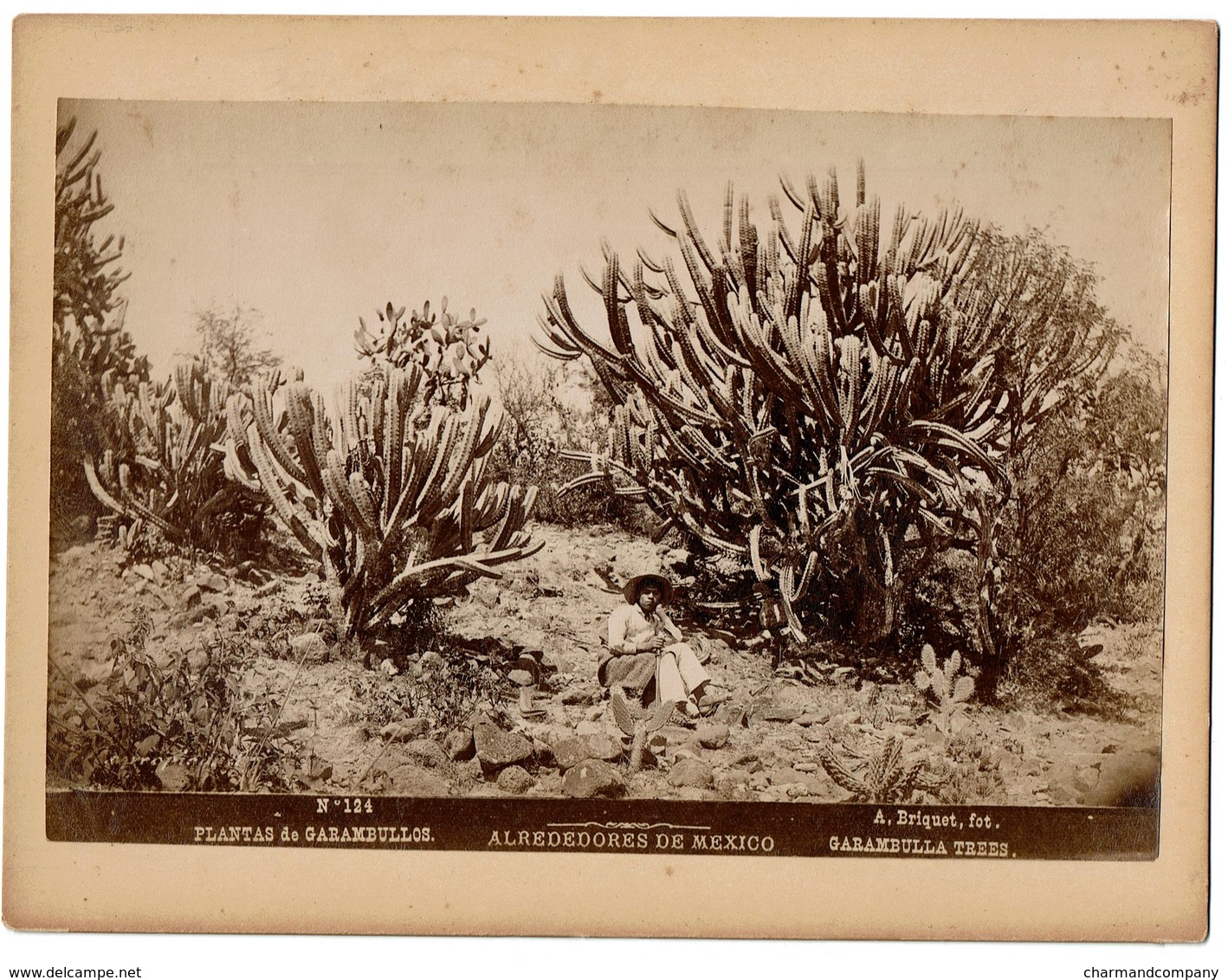 C1895 - Mexico - Alrededorès De Mexico - Plantas De Garambullos - Garambulla Trees - N° 124 - Foto A. Briquet - 2 Scans - Antiche (ante 1900)