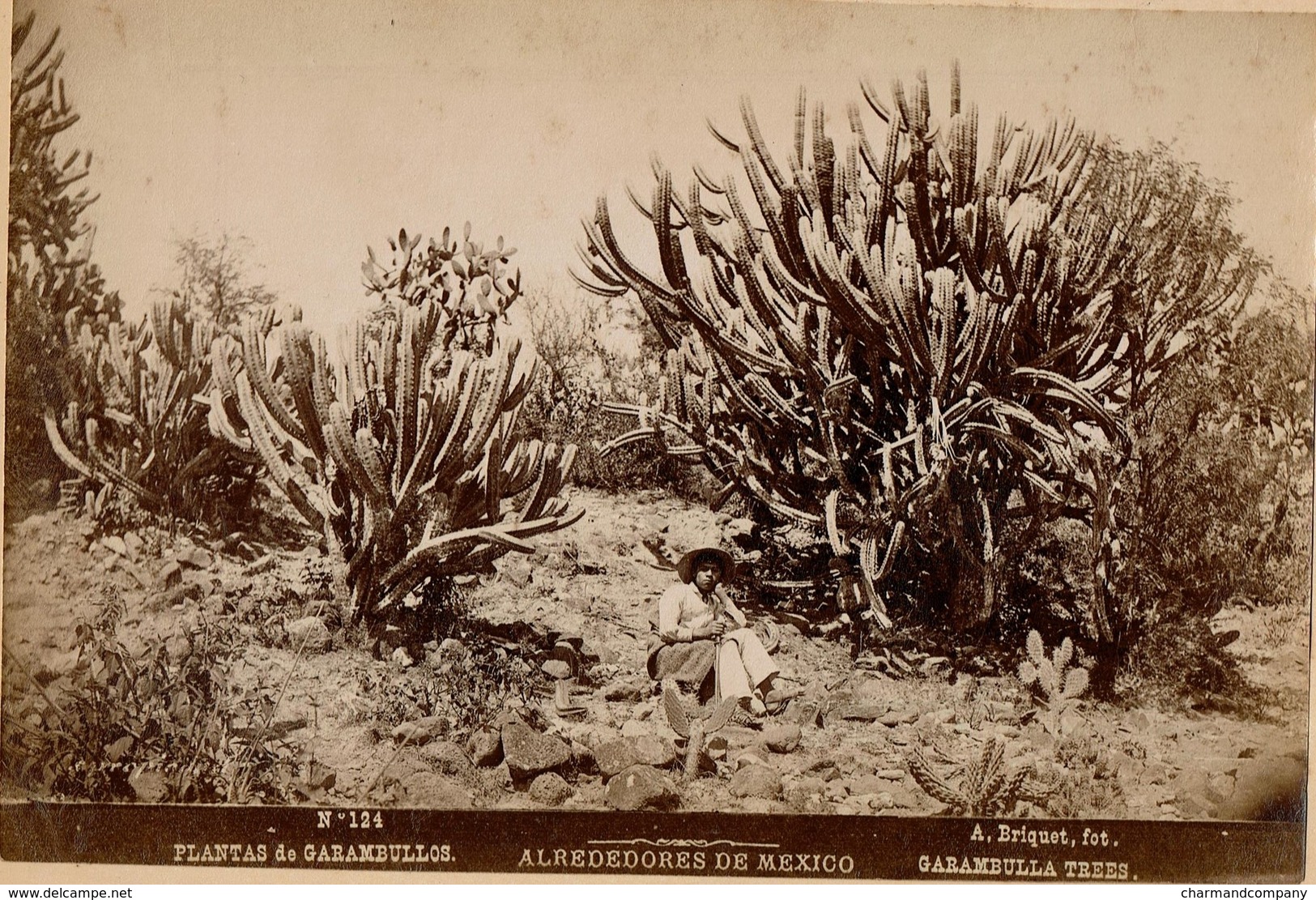 C1895 - Mexico - Alrededorès De Mexico - Plantas De Garambullos - Garambulla Trees - N° 124 - Foto A. Briquet - 2 Scans - Antiche (ante 1900)