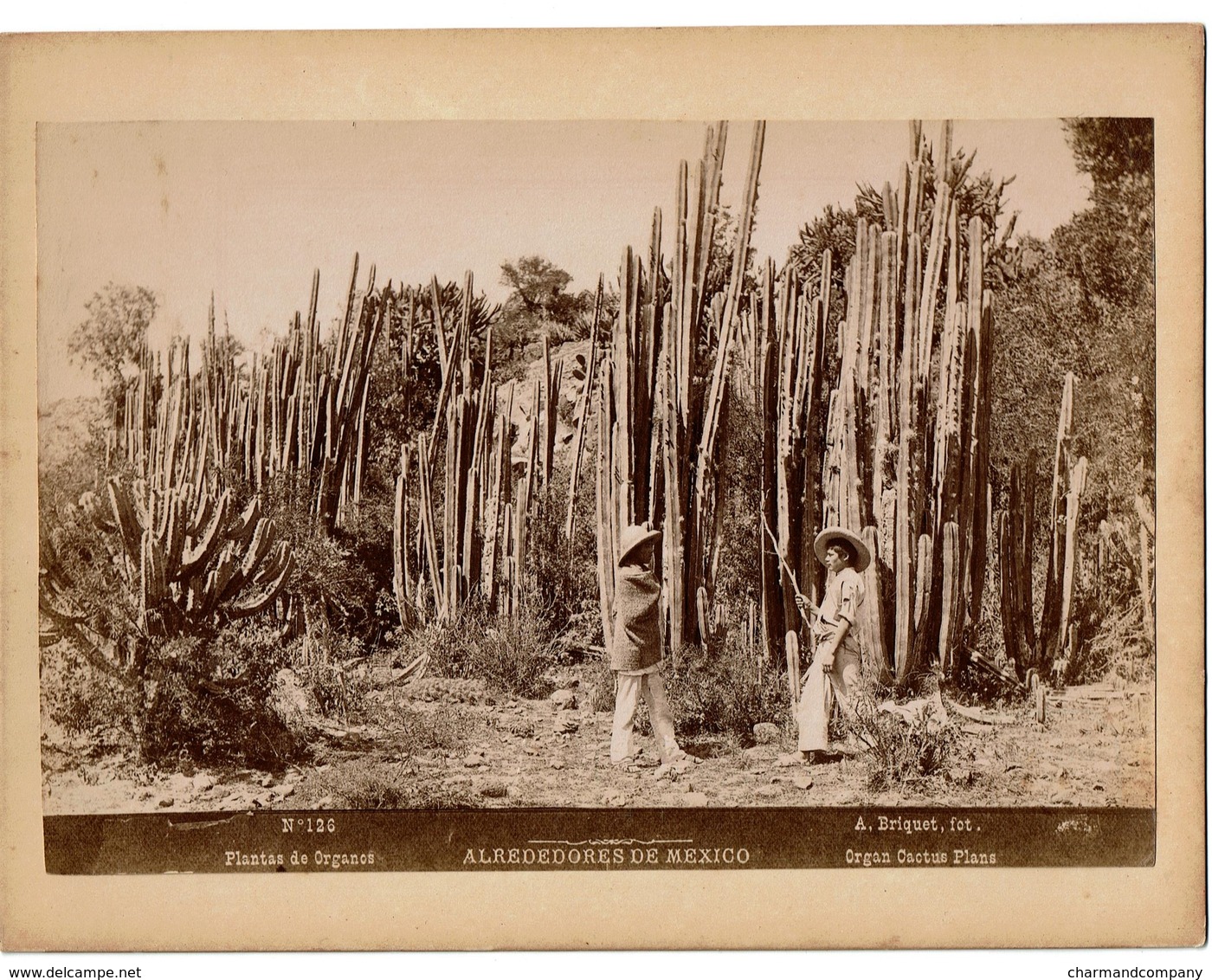 C1895 - Mexico - Alrededorès De Mexico - Plantas De Organos - Organ Cactus Trees - N° 126 - Foto A. Briquet - 2 Scans - Ancianas (antes De 1900)