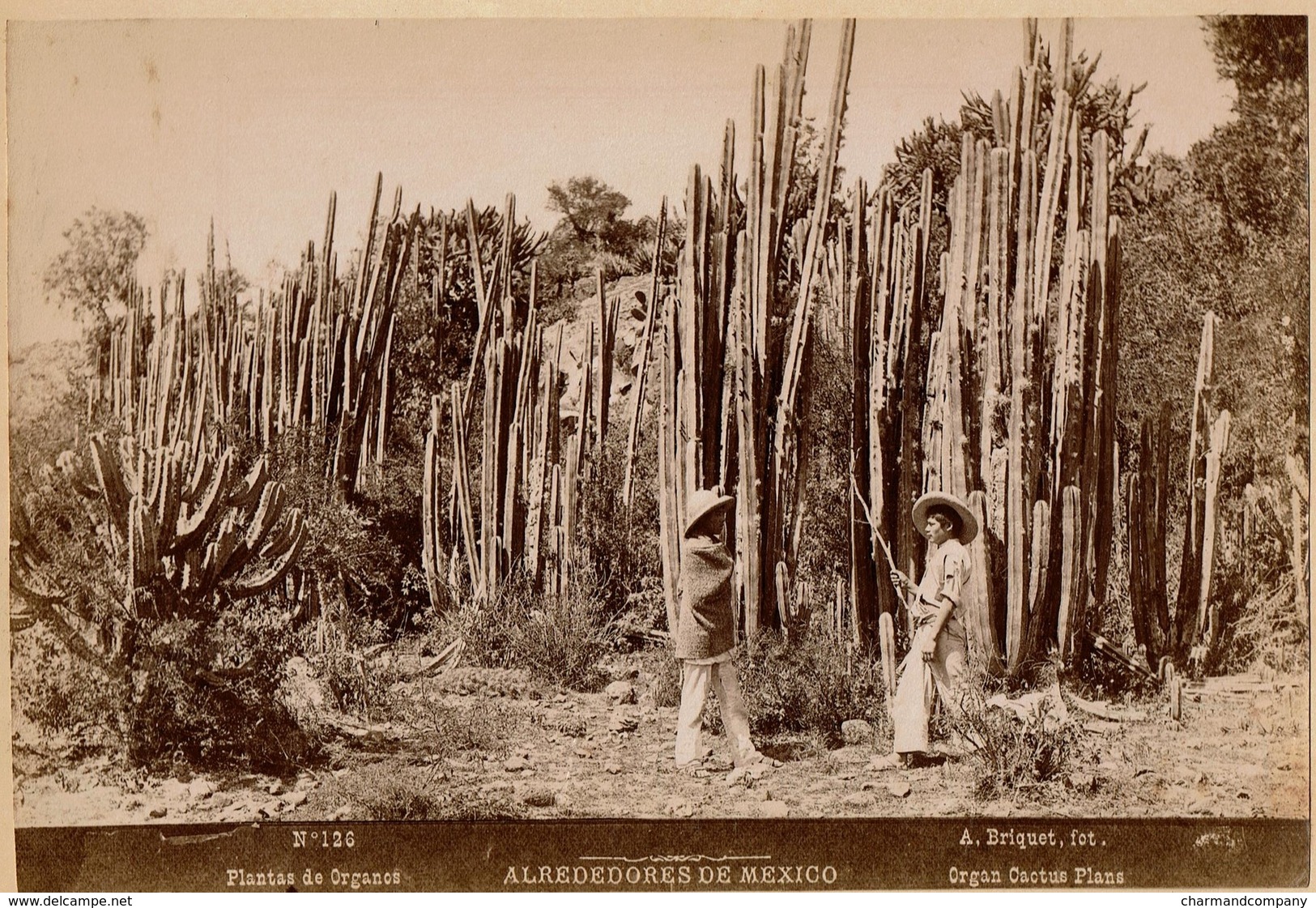 C1895 - Mexico - Alrededorès De Mexico - Plantas De Organos - Organ Cactus Trees - N° 126 - Foto A. Briquet - 2 Scans - Ancianas (antes De 1900)