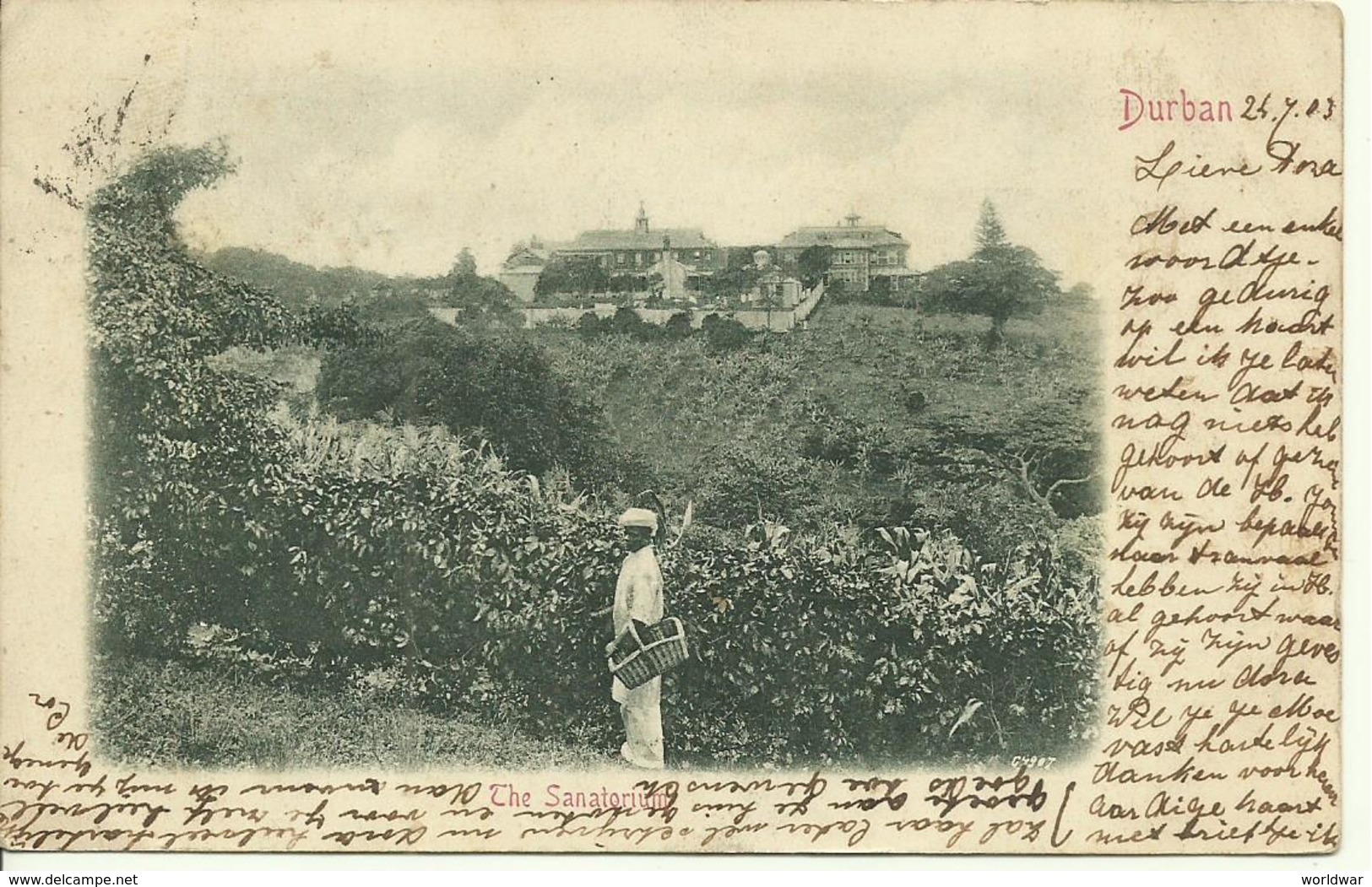 1903 Two Post Cards From Durban To Haarlem, Holland - Natal (1857-1909)