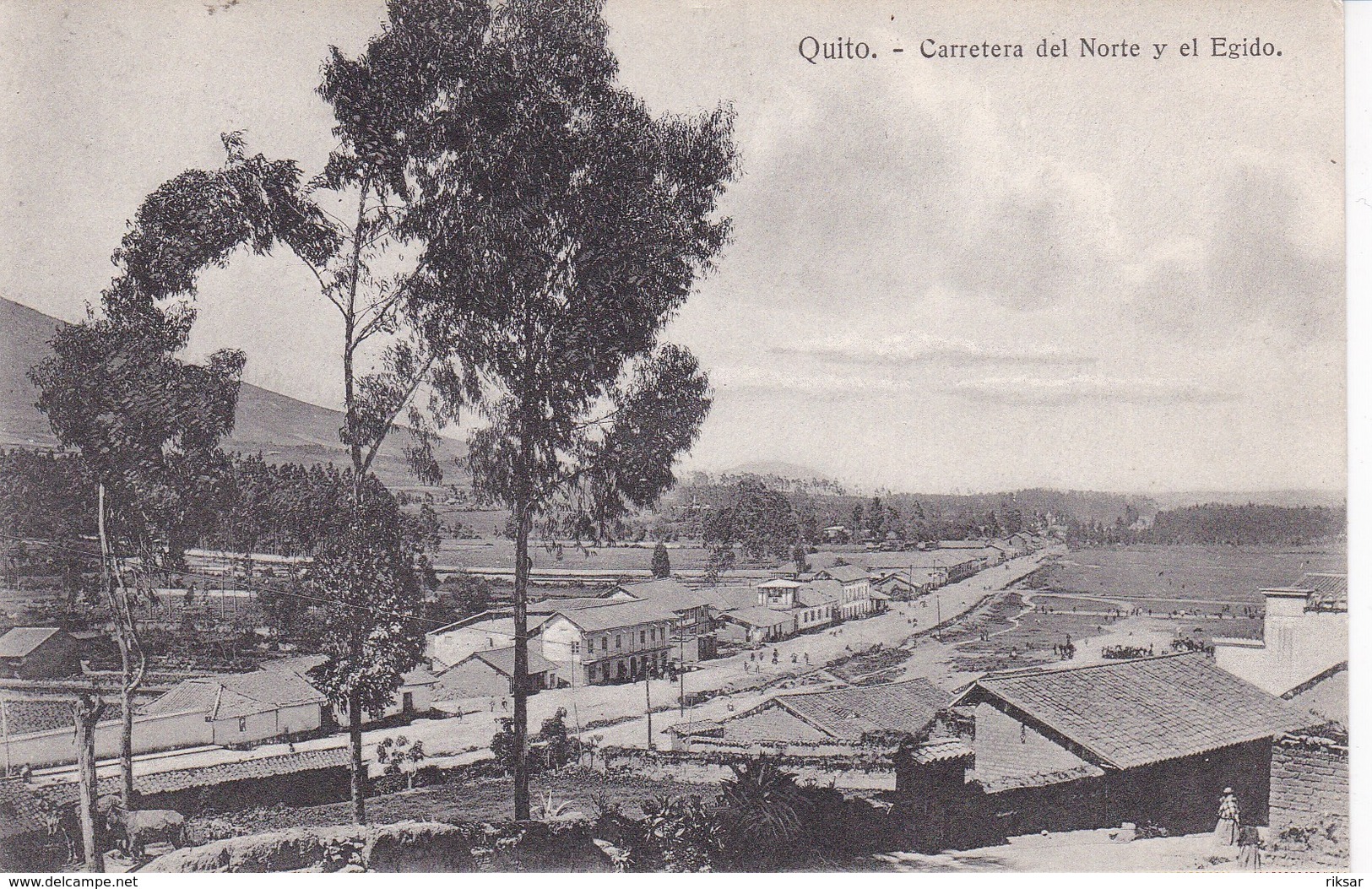 EQUATEUR(QUITO) ARBRE - Equateur