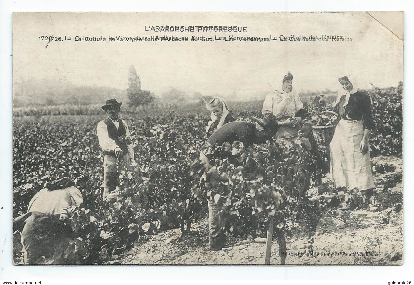 La Culture De La Vigne Dans L'ardeche - Autres & Non Classés