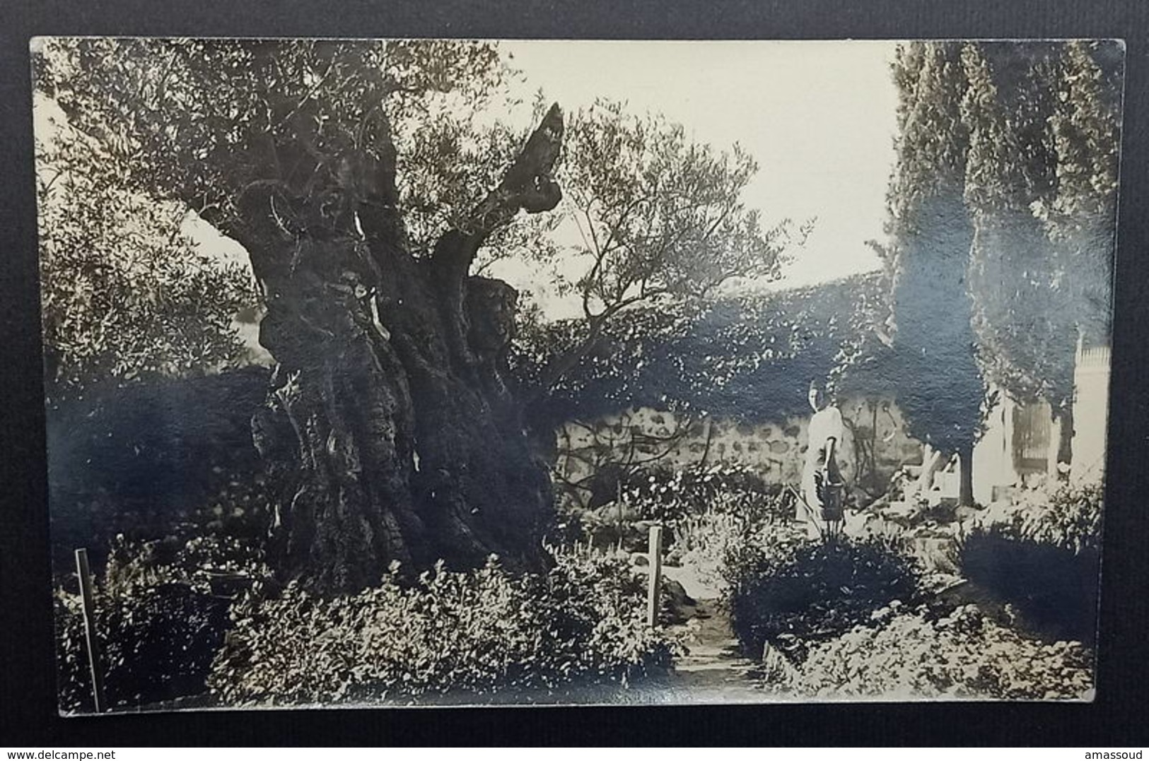 Palestine Jerusalem 8m Pictorial 1932 Anzio Italy Garden Gethsemane Mount Of Olives - Palestine