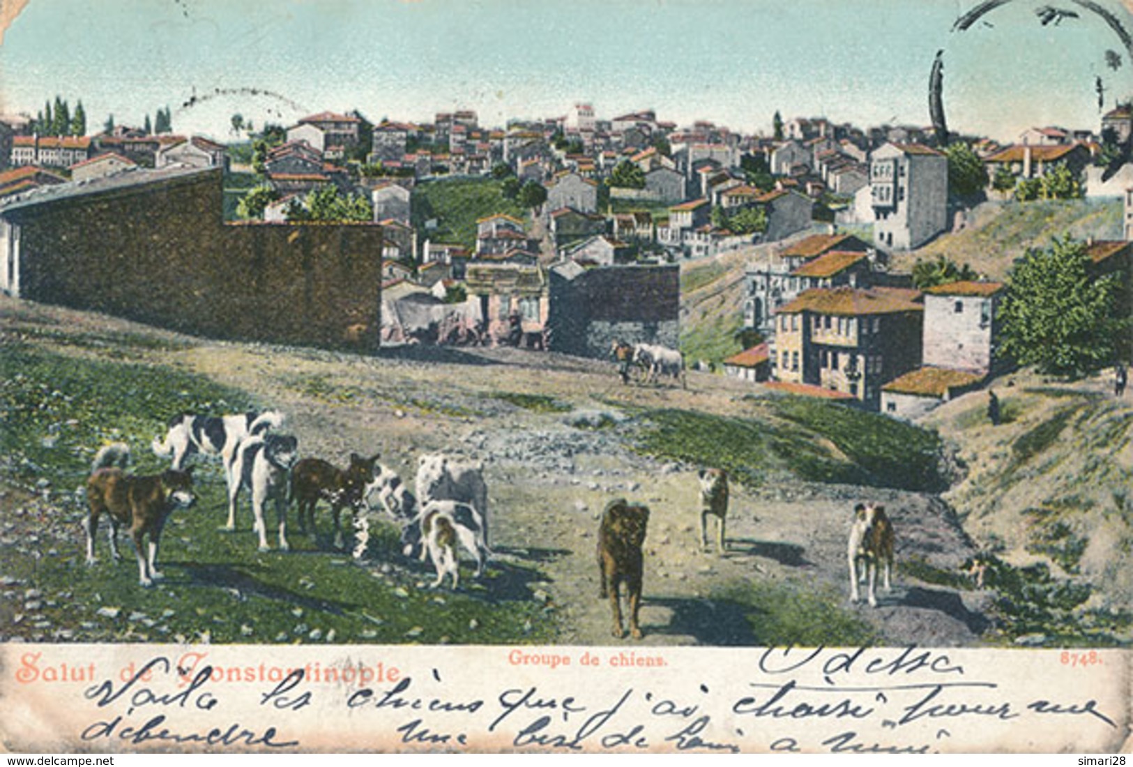 CONSTANTINOPLE - N° 8748 - GROUPE DE CHIENS - Turchia