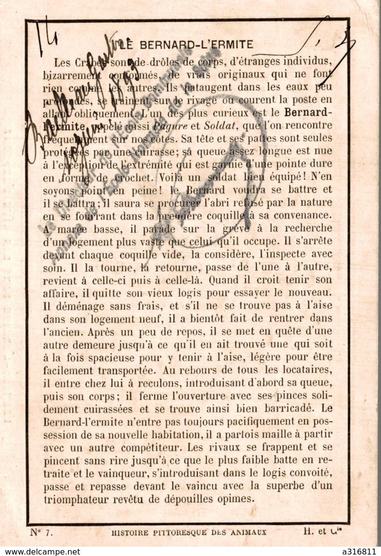 BERNARD L ERMITE DANS SON GITE D EMPRUNT - Autres & Non Classés