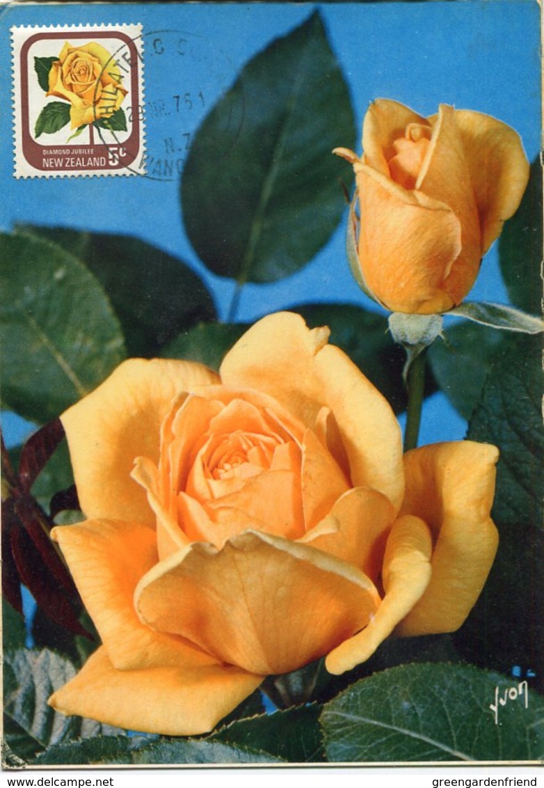 51525 New Zealand  Maximum  1976 , Rose  Rose Jubilee - Rosas