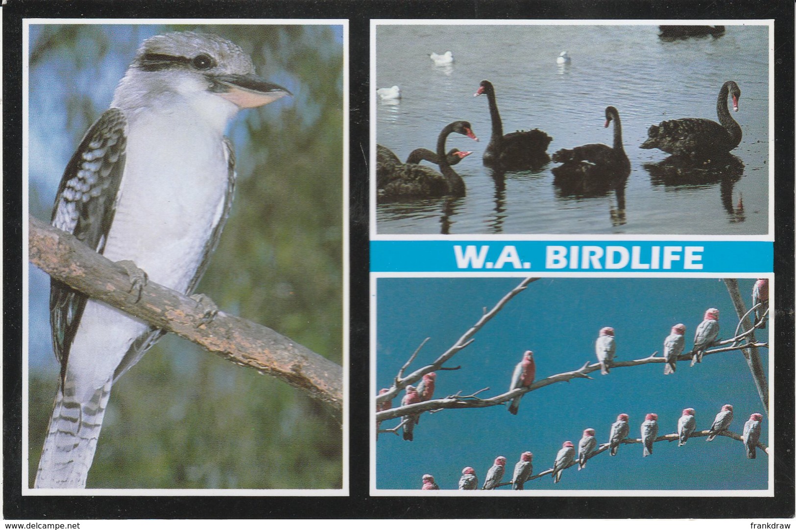 Postcard - W.A. Birdlife Three Views - Card No.wl4 Unused Very Good - Unclassified