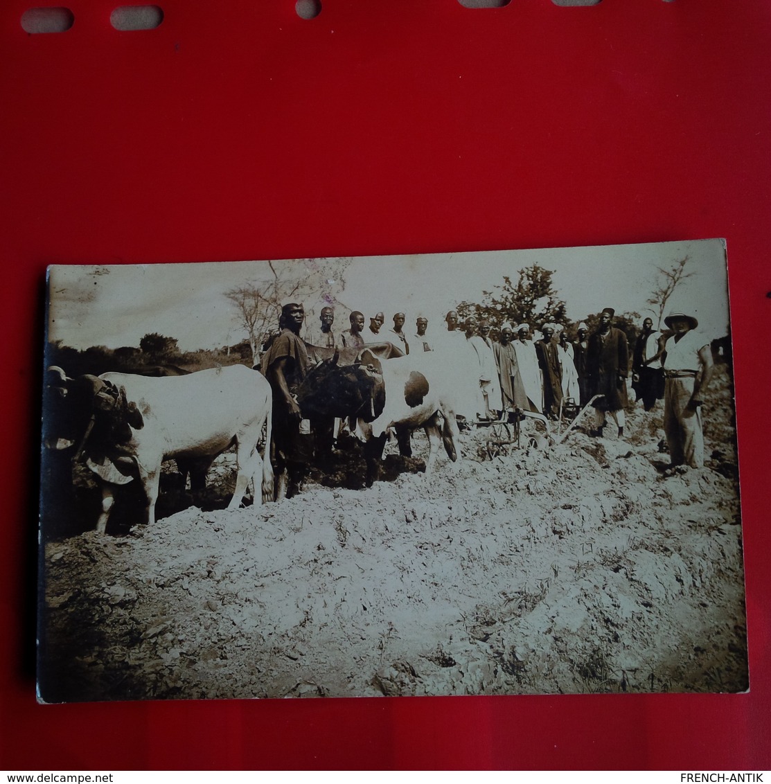 CARTE PHOTO MALI ? BOEUFS AGRICULTURE VILLAGEOIS - Unclassified