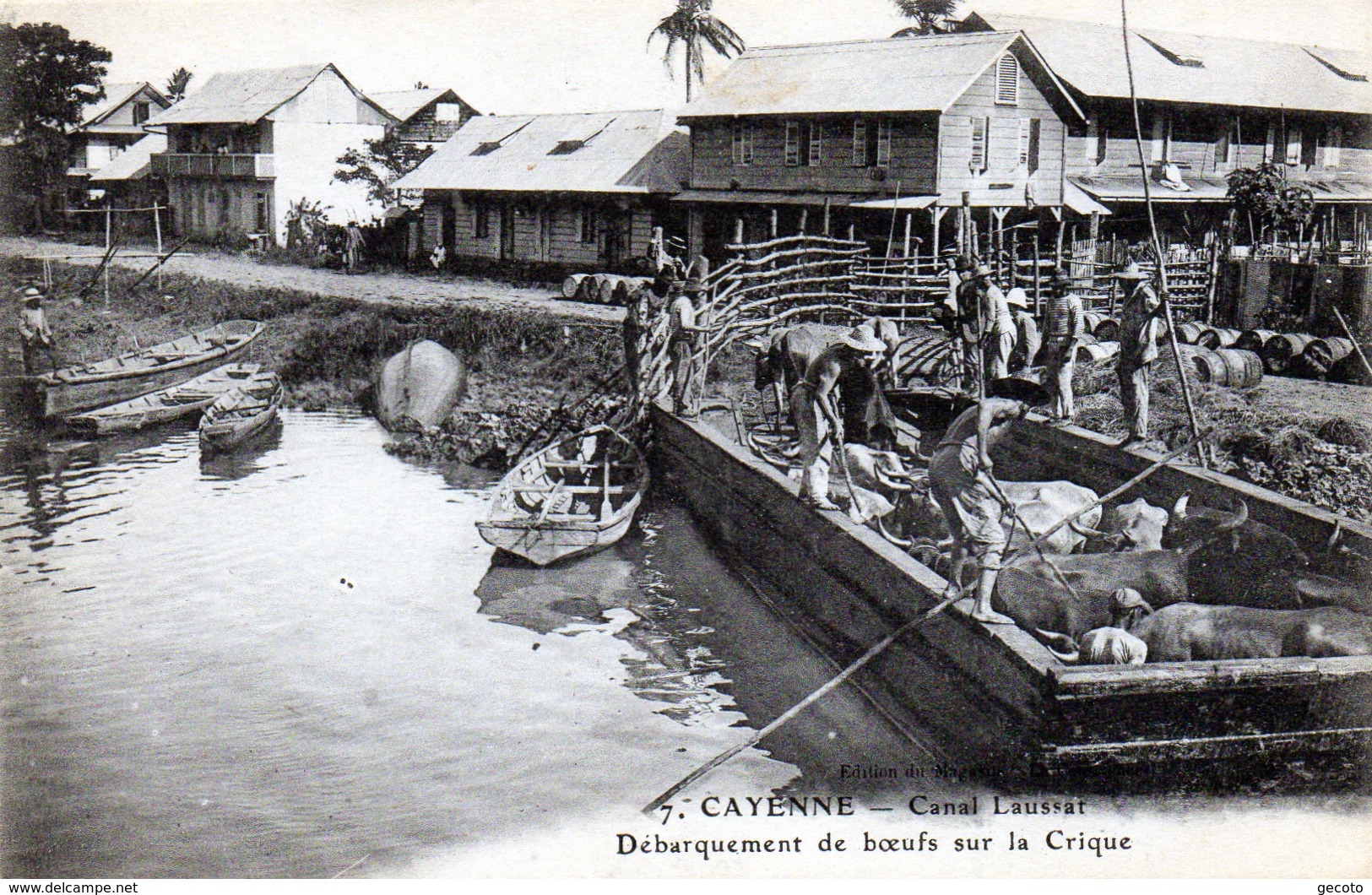 Débarquement De Boeufs Sur La Crique En 1921 - Cayenne